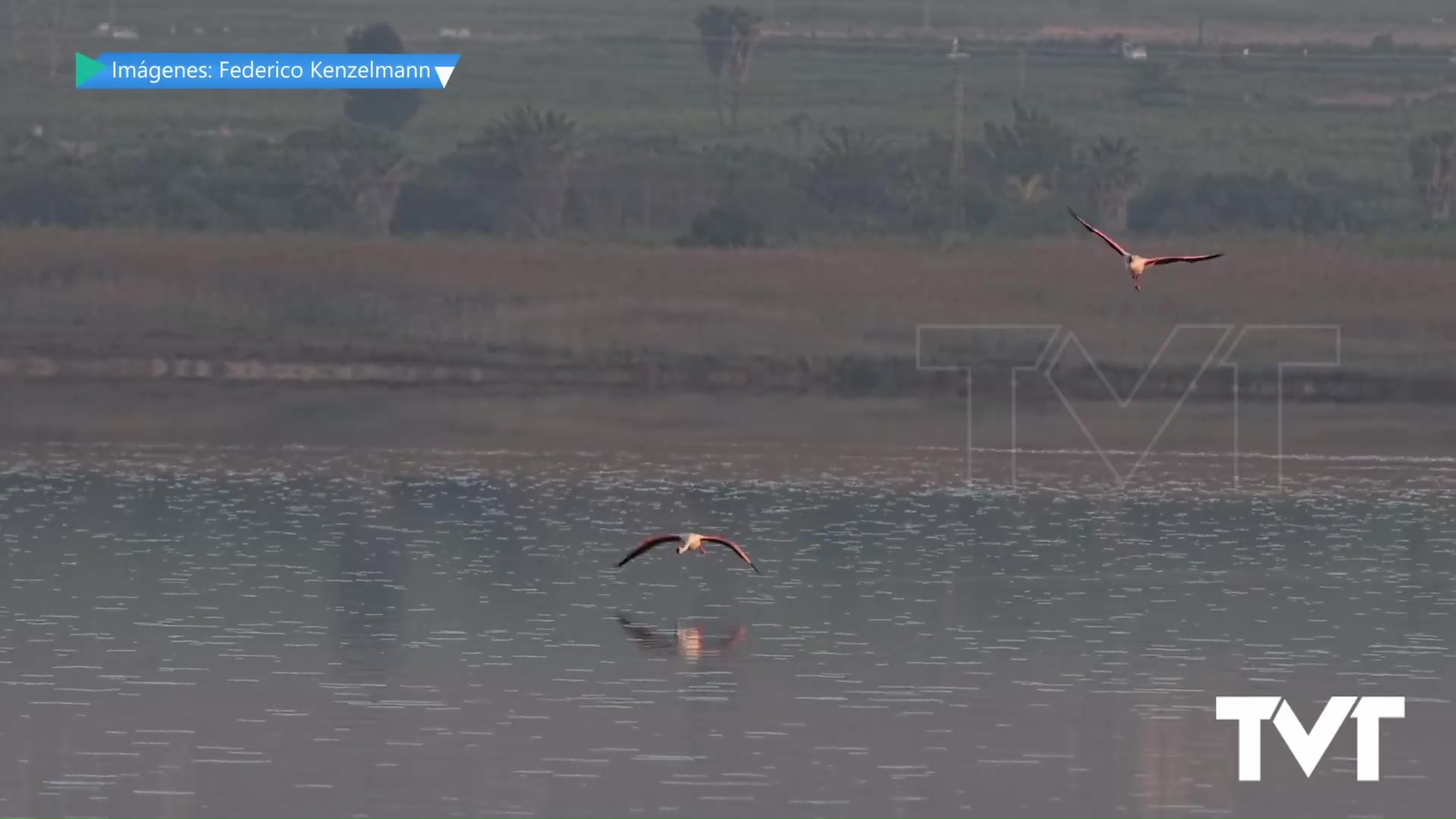 Imagen de Por quinto año consecutivo comienzan a nidificar los flamencos en nuestro parque natural: vida en estado puro 