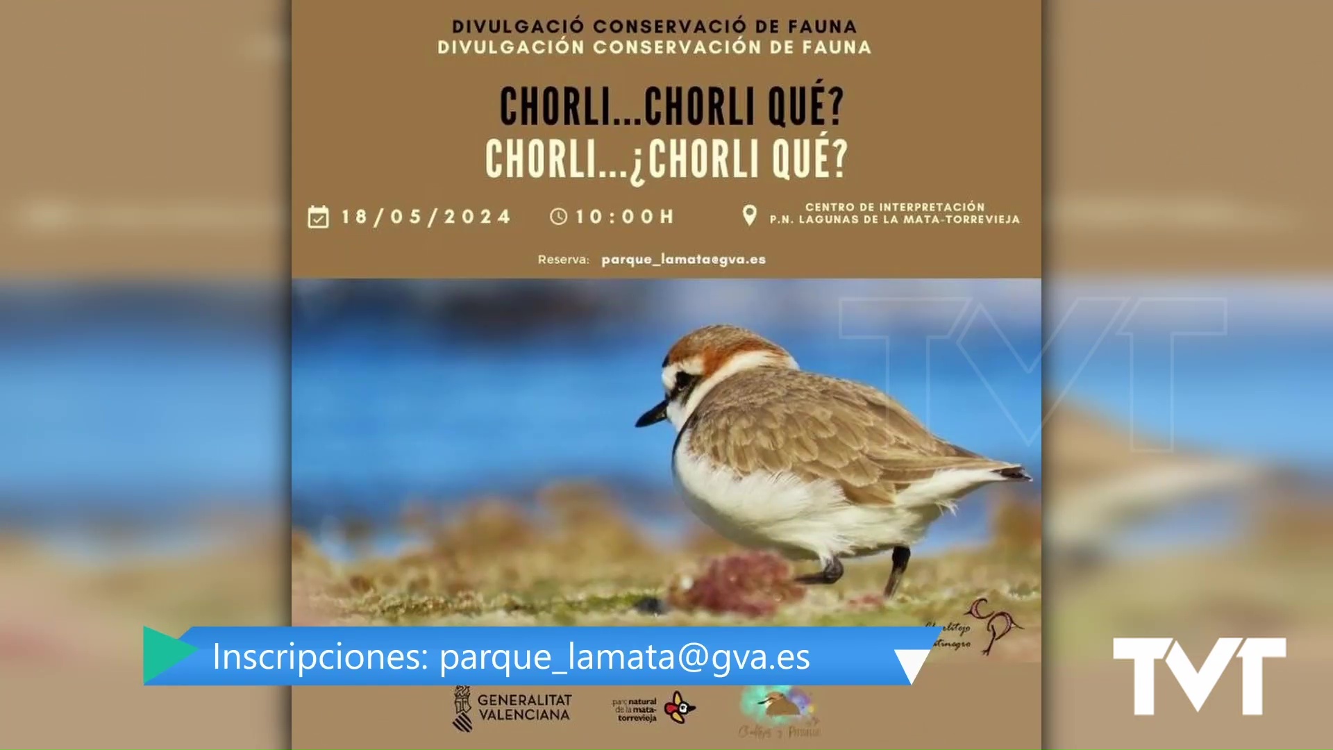 Imagen de ¿Quieres aprender más sobre el chorlitejo patinegro? No te pierdas el 18 de mayo la actividad preparada en el PN con la bióloga Estefanía Alonso 