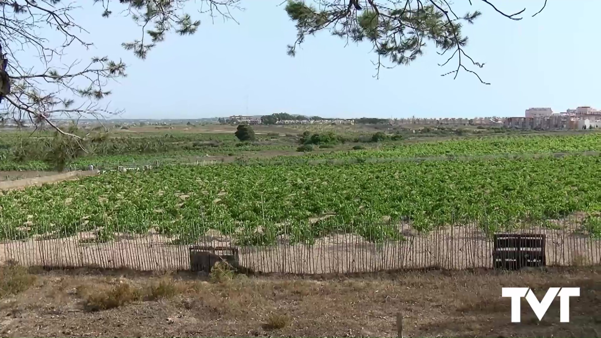 Imagen de Ars Creatio organiza una ruta guiada por los viñedos del Parque natural 