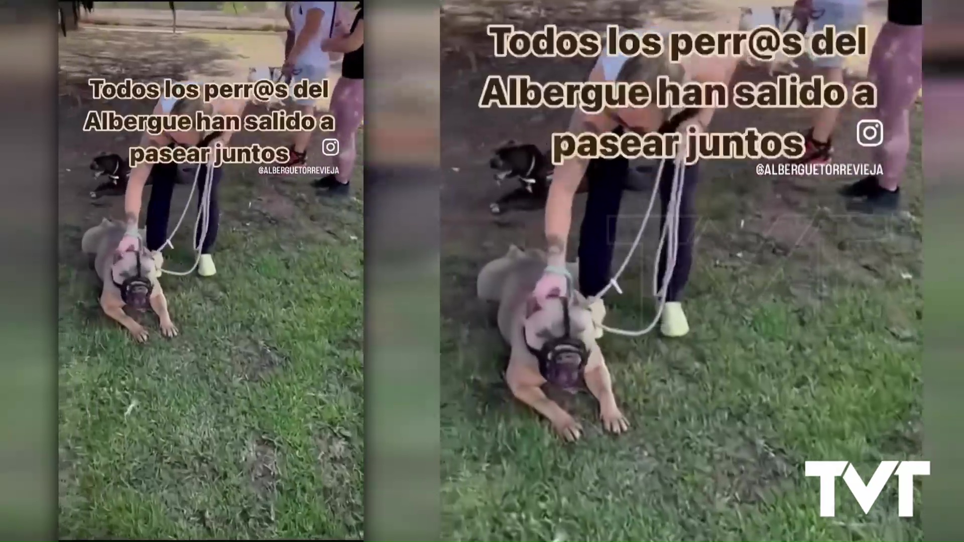 Imagen de Éxito de convocatoria para un paseo grupal con perros del albergue municipal