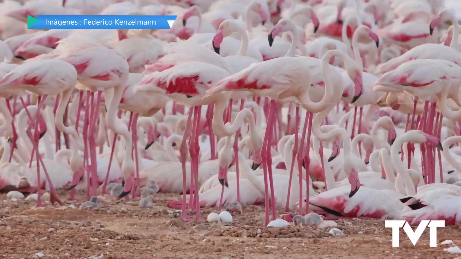 Imagen de Nacen los nuevos pollos de flamenco común en nuestro parque natural. Lo hacen por quinto año consecutivo 