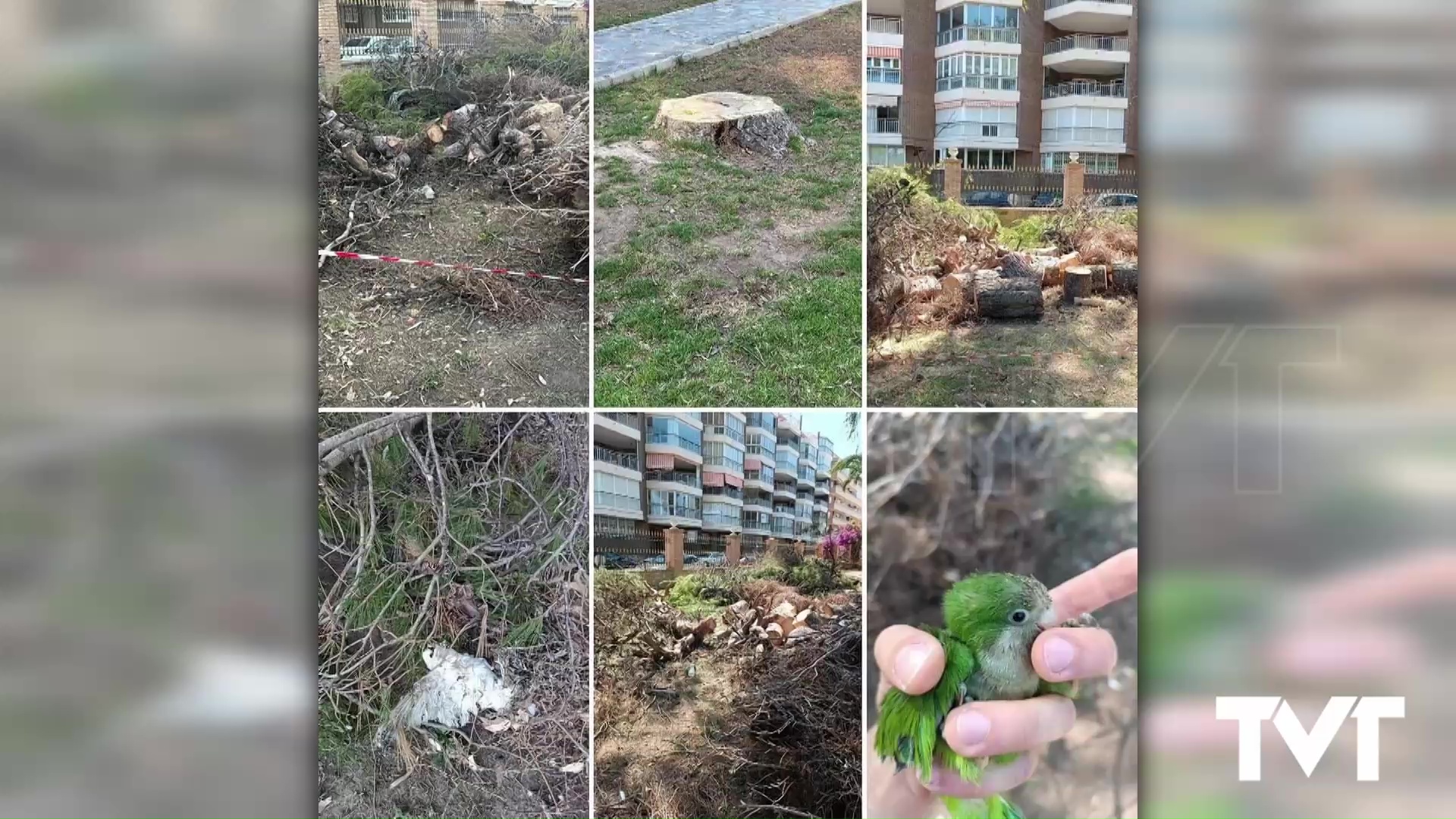 Imagen de La portavoz socialista critica que el ayuntamiento haya abandonado los nidos del árbol caído y siga talando más árboles del parque Sinforosa 