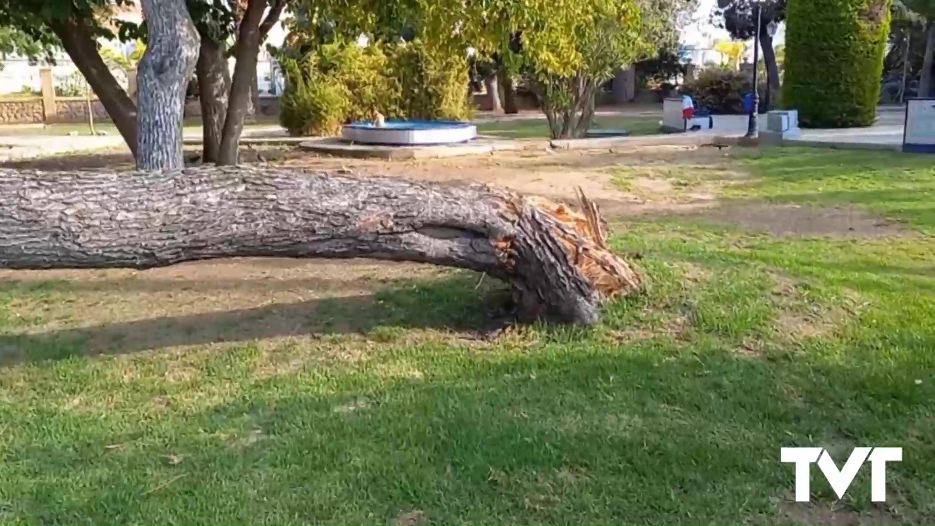 Imagen de La edil de parques ha pedido informes para ver qué es lo que ha ocurrido con el árbol caído y porqué y niega interés alguno en talar árboles en favor de nada 