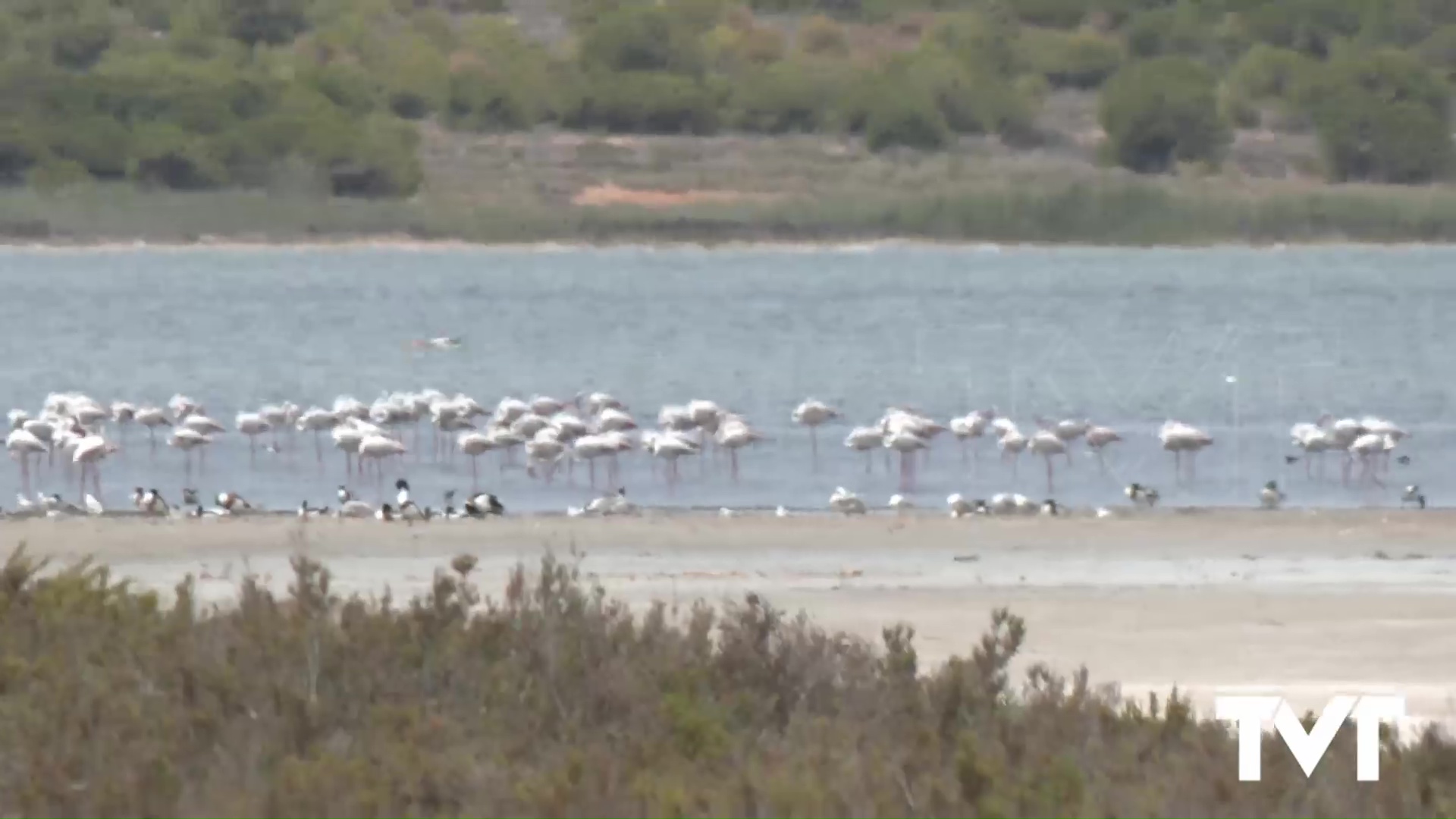 Imagen de Especies ornitológicas de gran valor recuperan su espacio en la Laguna de La Mata al permitir la salinera incorporar agua marina a través del Canal de La Mata 