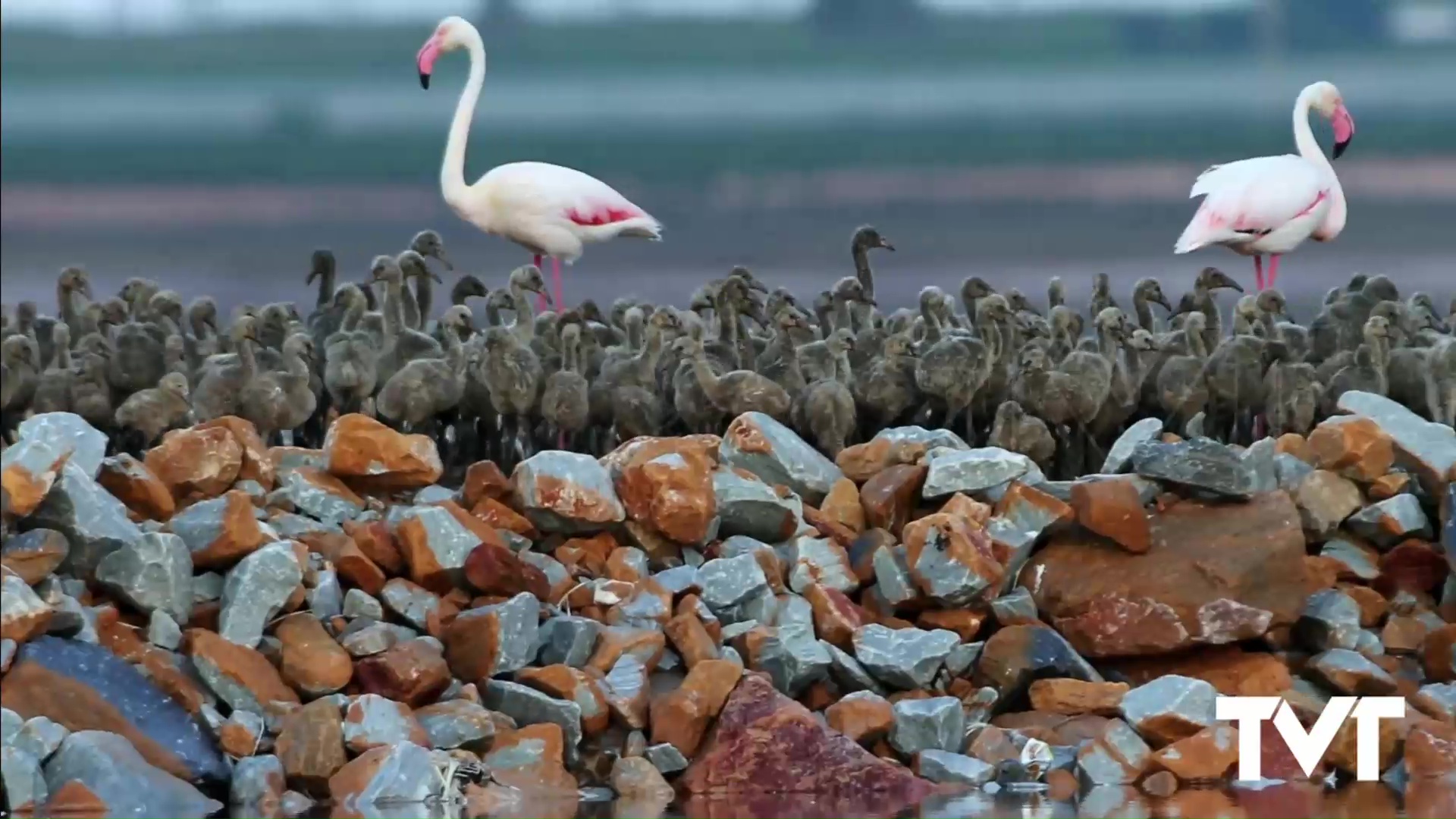 Imagen de El arte de capturar en imagen la sorprendente riqueza natural que nos rodea