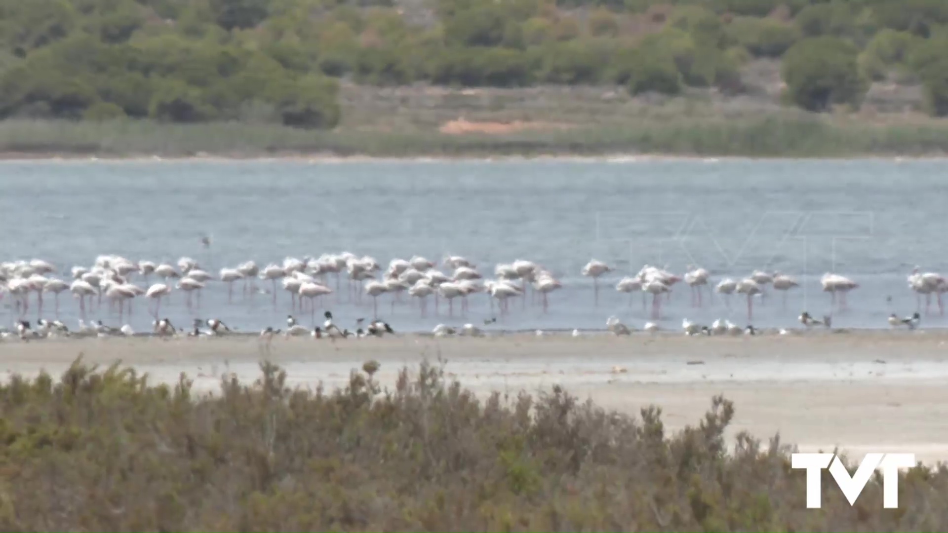 Imagen de Les contamos como funciona la gestión hídrica de Las Lagunas de La Mata y Torrevieja
