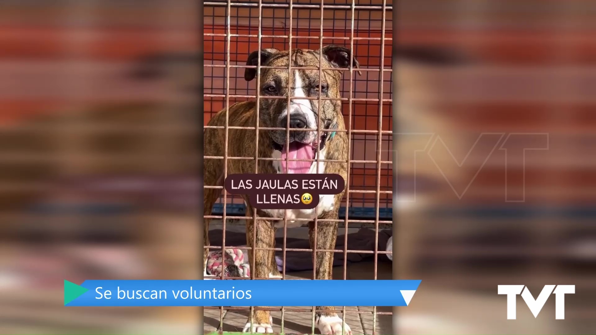 Imagen de El albergue de animales de Torrevieja alerta sobre el aumento de abandonos en verano