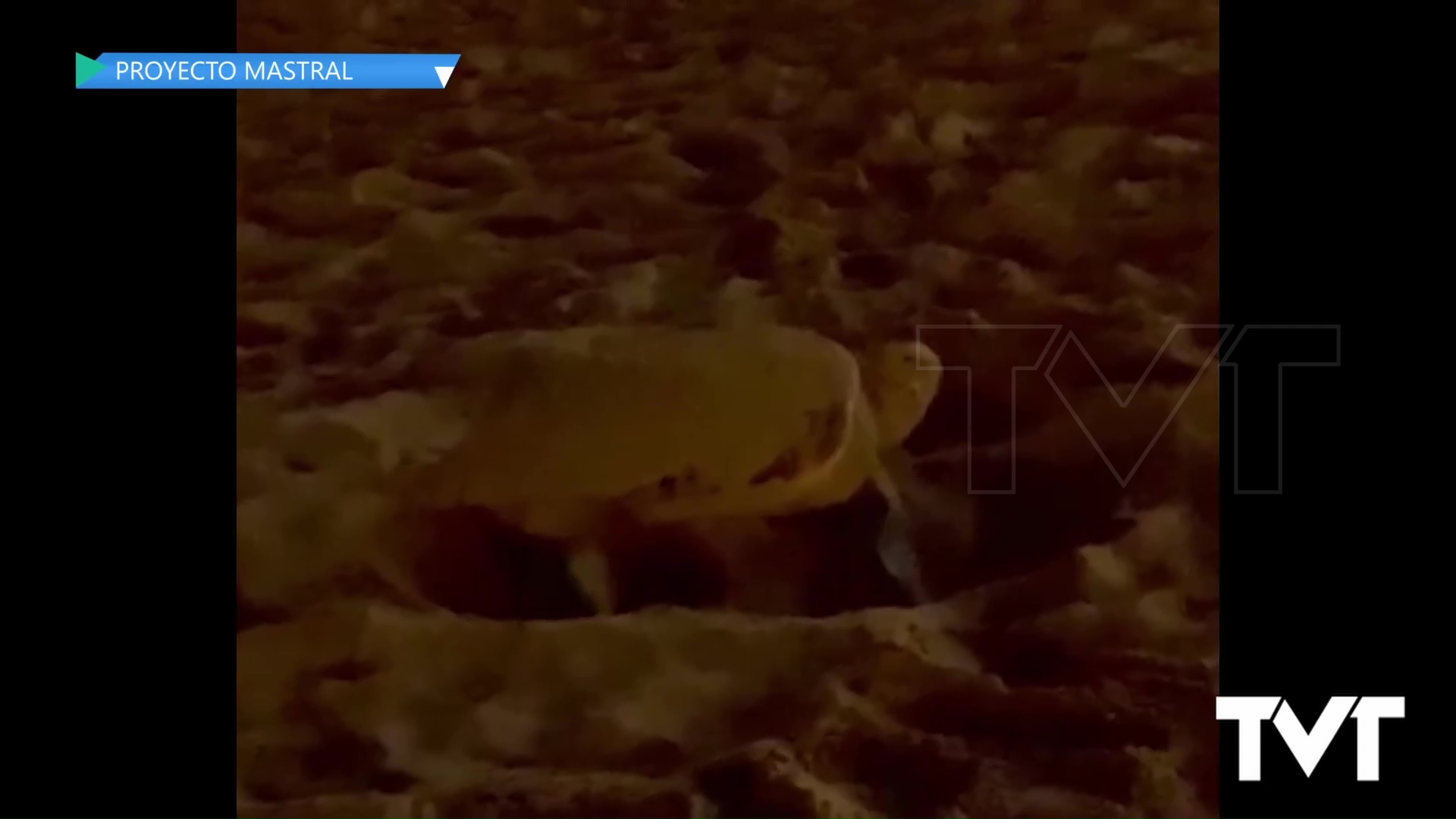 Imagen de Una tortuga boba desova en la Playa de La Mata 