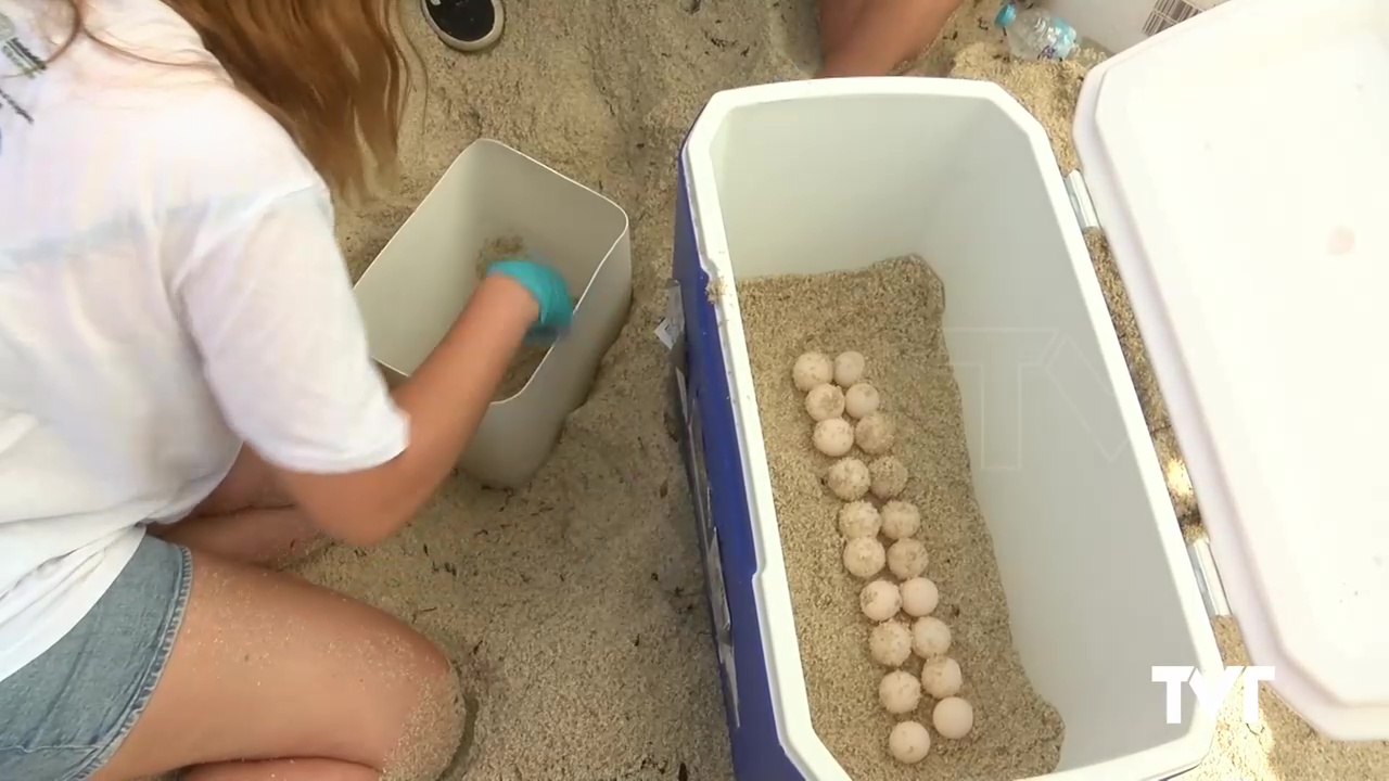 Imagen de La tortuga boba Pura Vida vuelve a desovar, ahora en la Playa de Los Locos, con un nido donde se han localizado 64 huevos