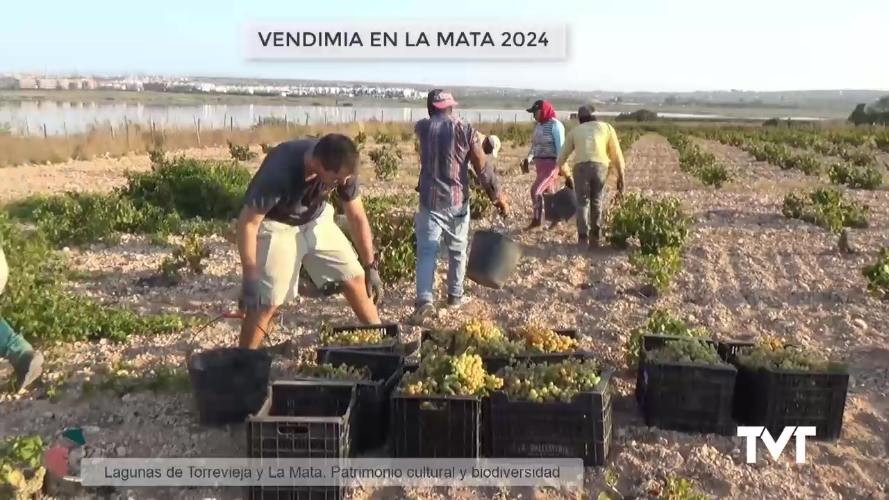 Imagen de Se inicia la vendimia de La Mata con una cosecha que prevé 12.000 kilos frente a los 50.000 del pasado año