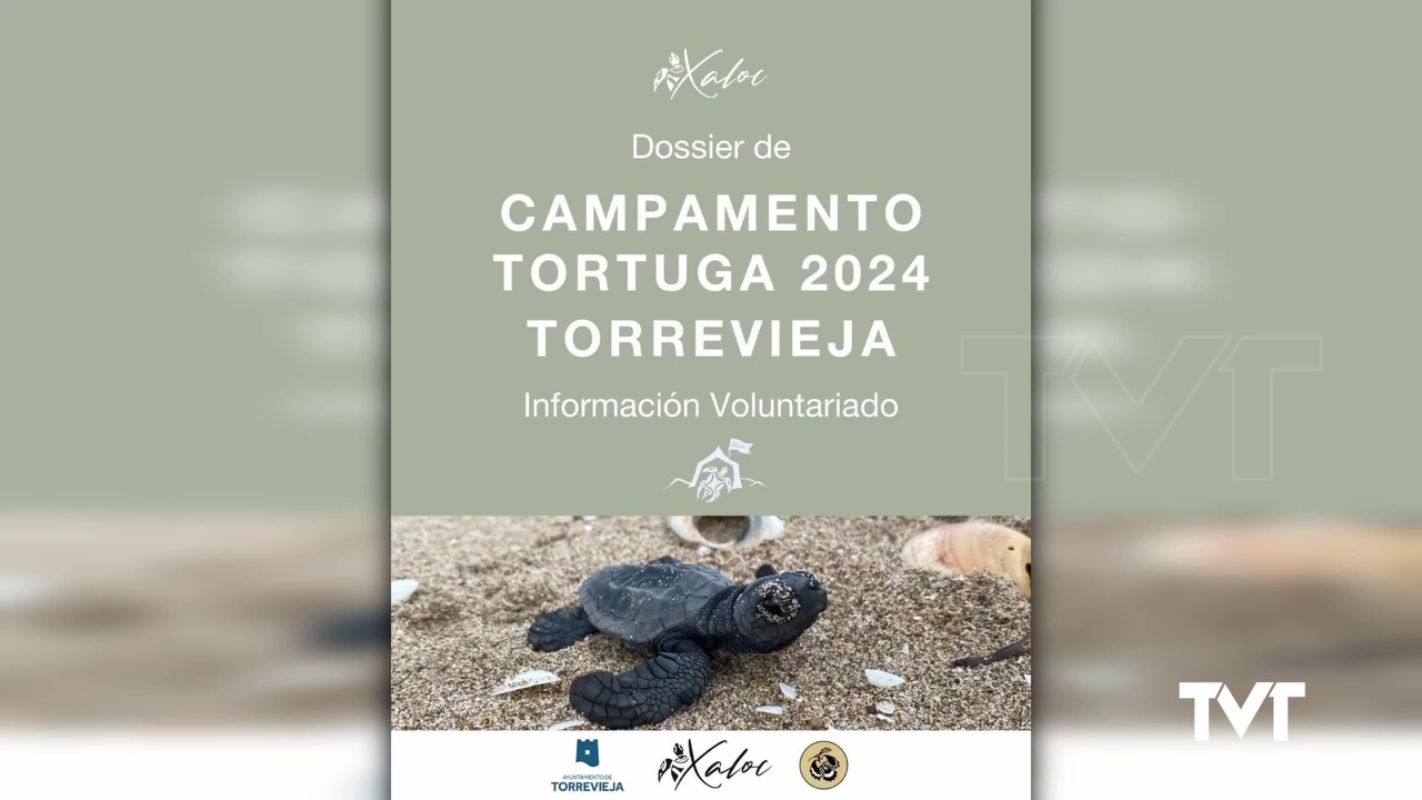 Imagen de Se inicia en Torrevieja el Tercer Campamento «Tortuga 2024»