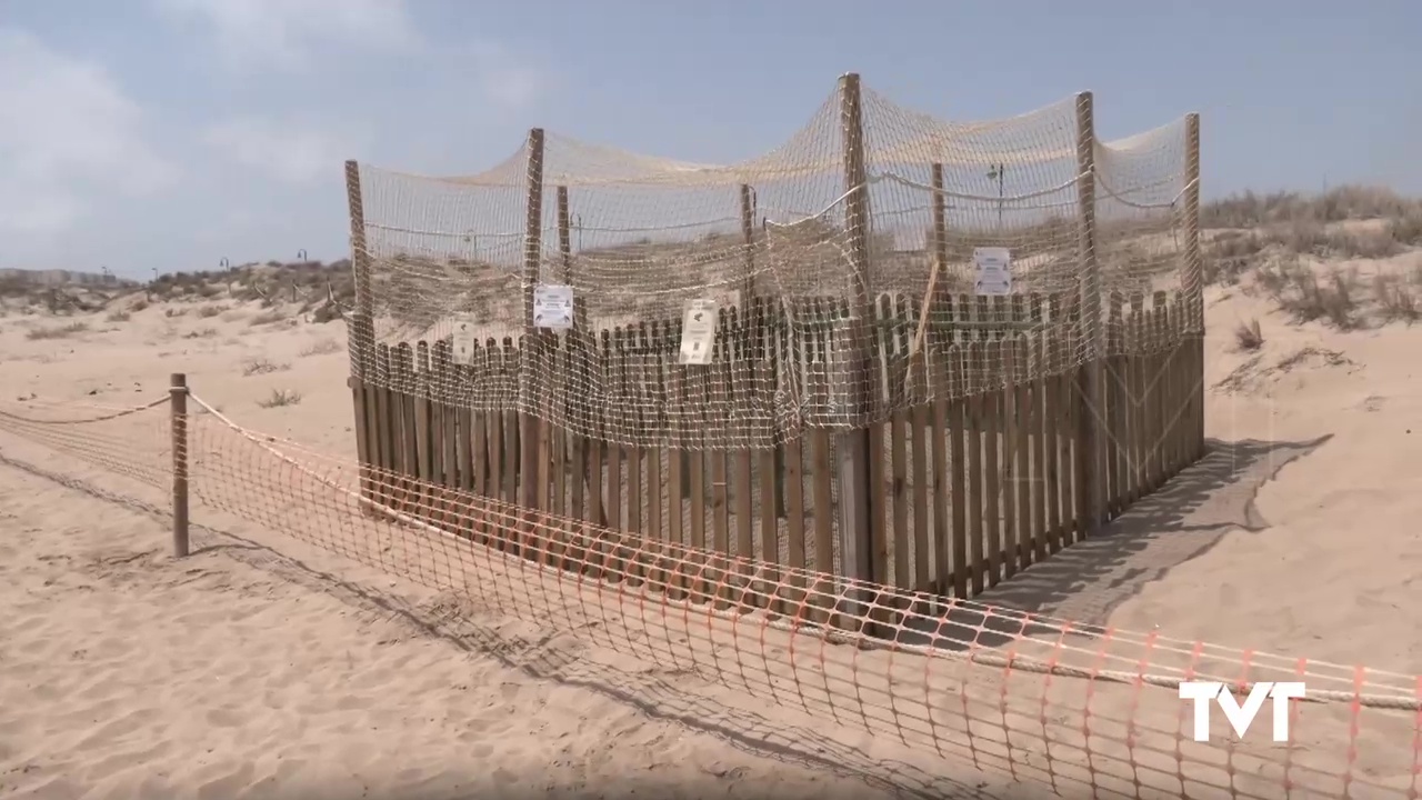 Imagen de Instalada cámara en el puesto base de nidificación de tortugas en el paraje natural del Molino del Agua para la vigilancia 24 horas de los huevos