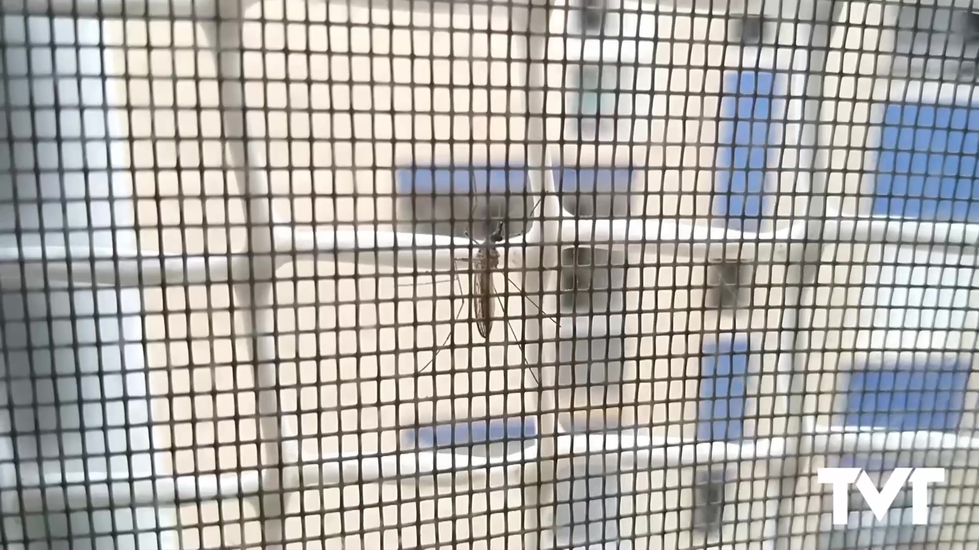 Imagen de Torrevieja, una de las localidades de la provincia que se beneficiará de ayudas de Diputación para el control de plagas de moscas y mosquitos