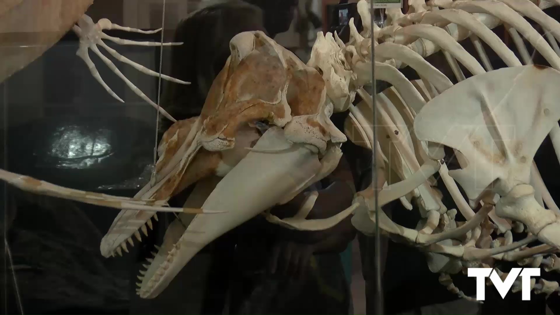 Imagen de El Museo de Historia Natural celebra la Noche Europea de los Investigadores con visitas guiadas y talleres del cerebro