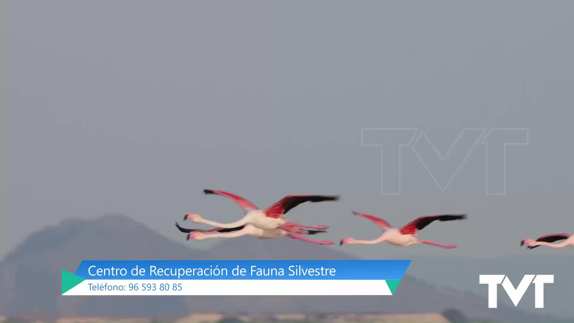 Imagen de Alerta a los conductores: es posible la presencia de jóvenes flamencos en las carreteras próximas al Parque Natural