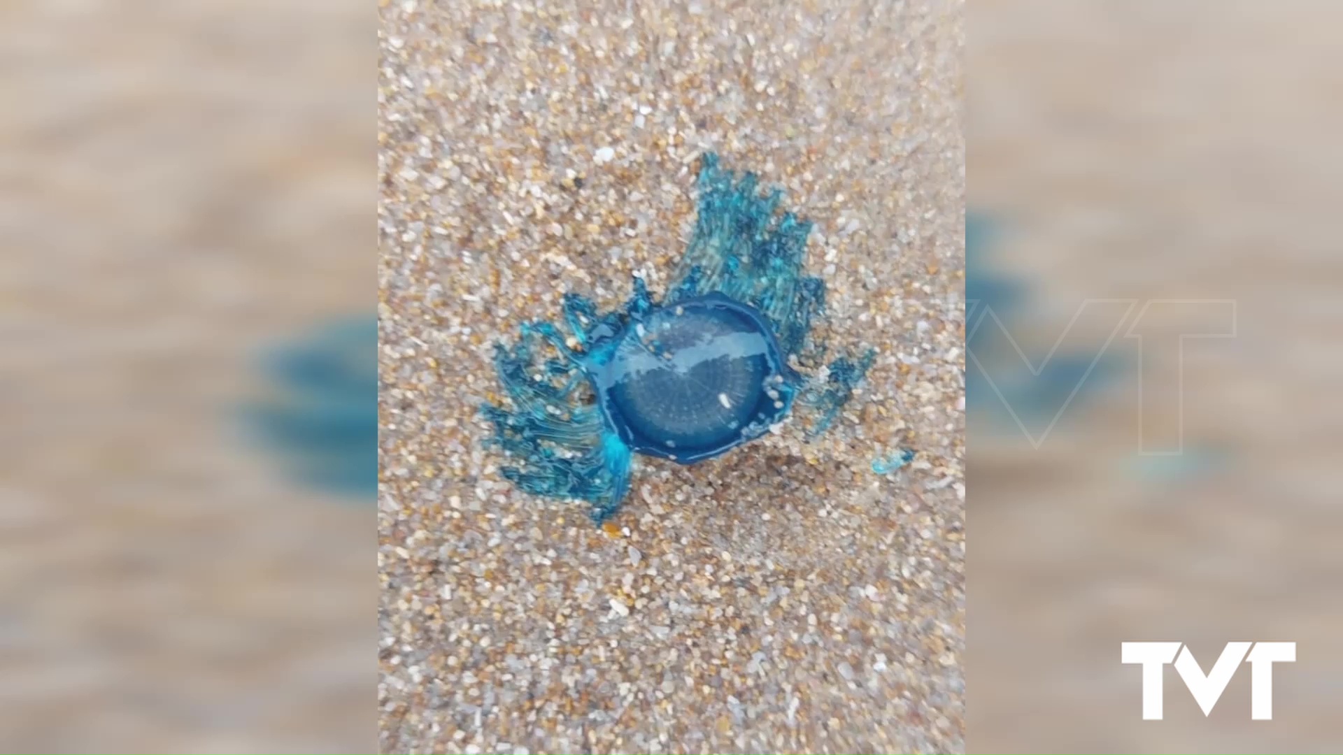 Imagen de Aparece un ejemplar de botón azul en La Mata