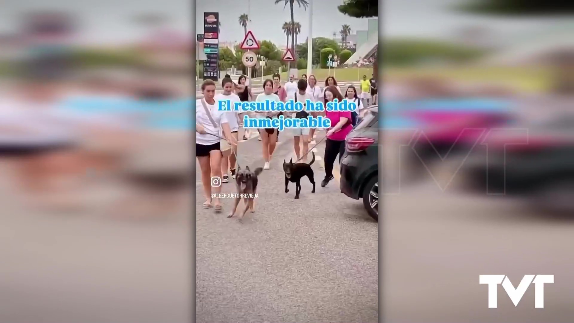 Imagen de Los voluntarios del albergue municipal de animales celebran su 2º Paseo Grupal