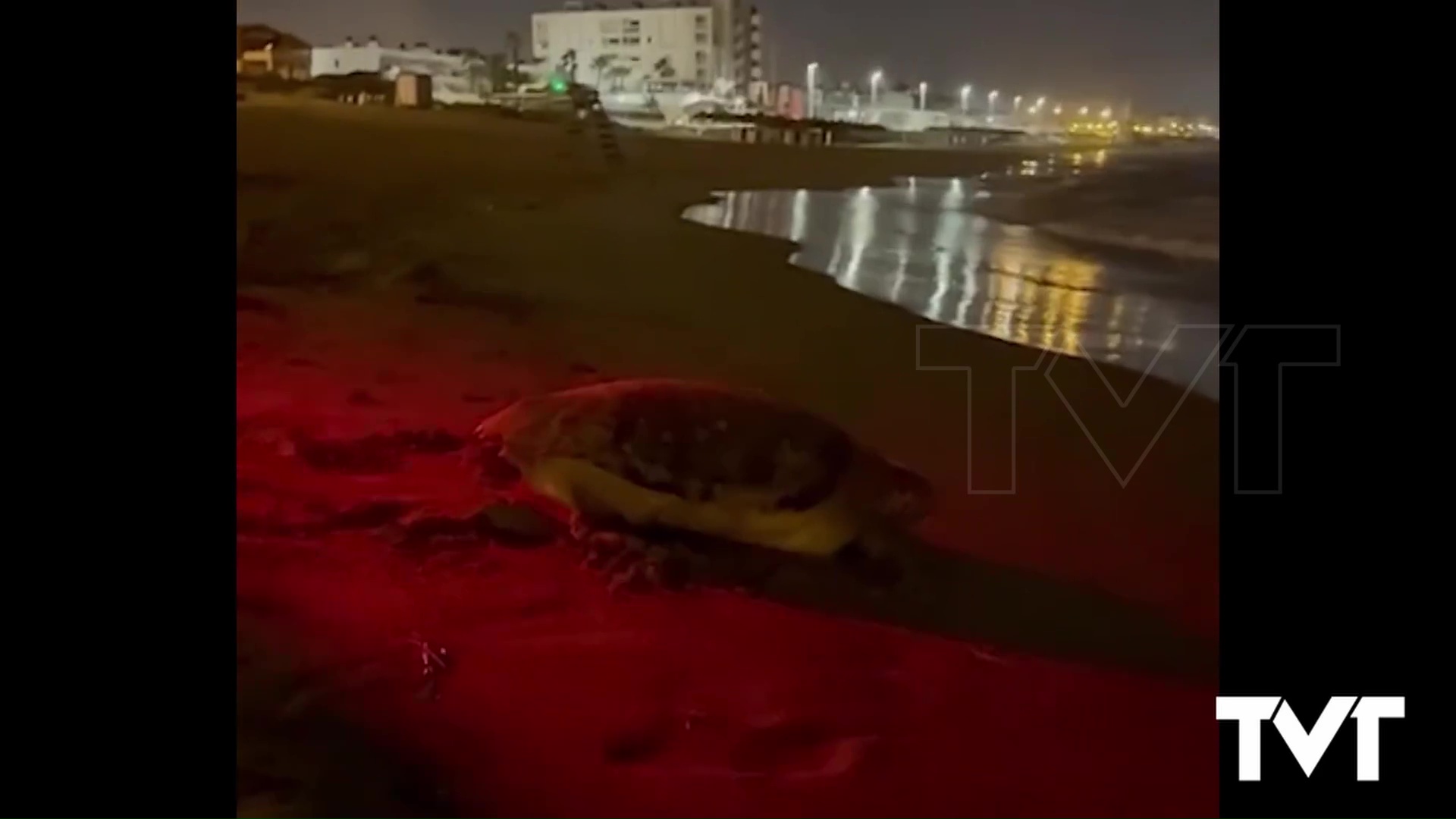 Imagen de Los huevos del primer nido de la tortuga boba en la playa de la Mata no han llegado a desarrollarse afectados por alguna posible infección 