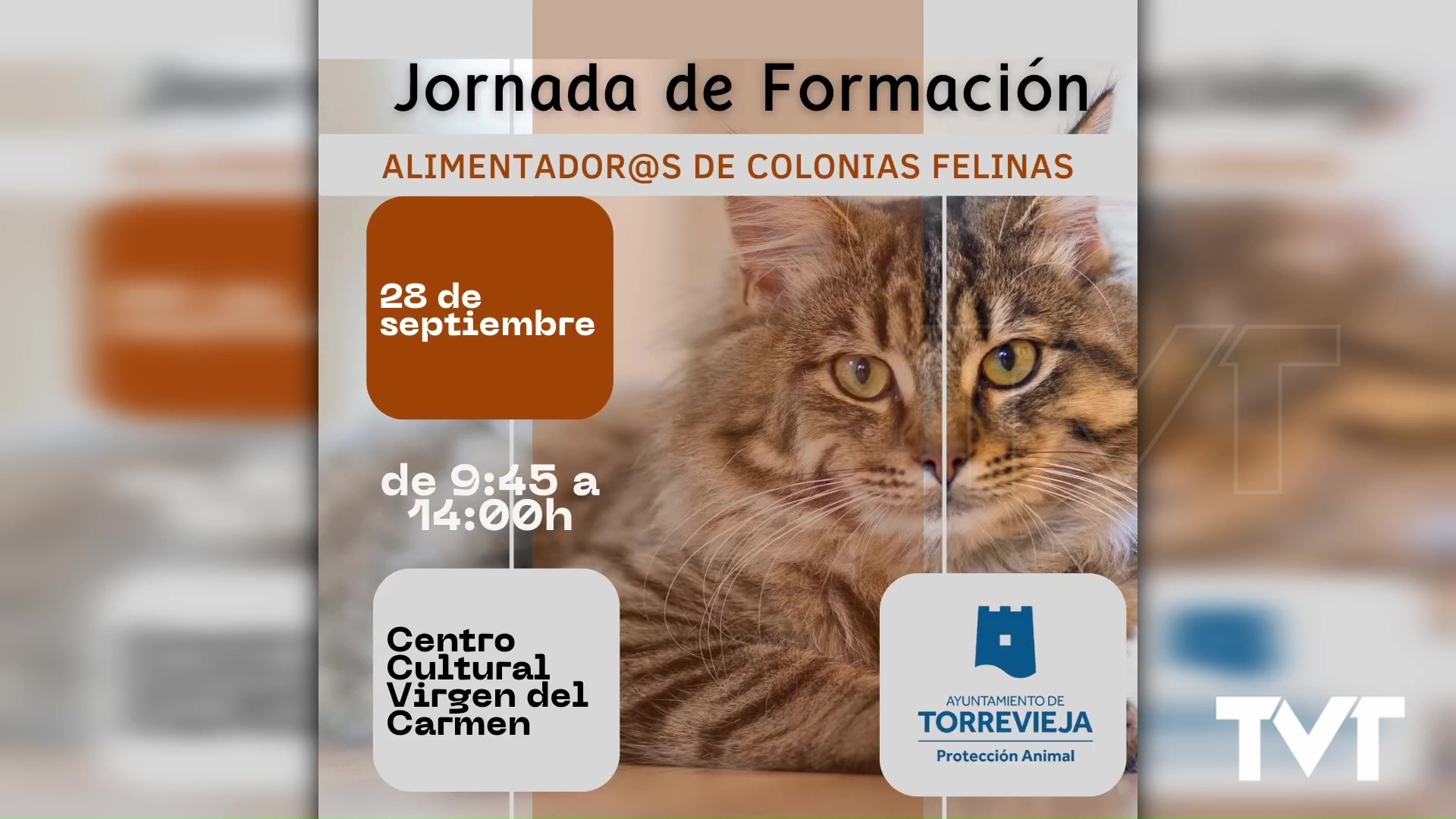 Imagen de Jornada de formación de alimentación de colonias felinas