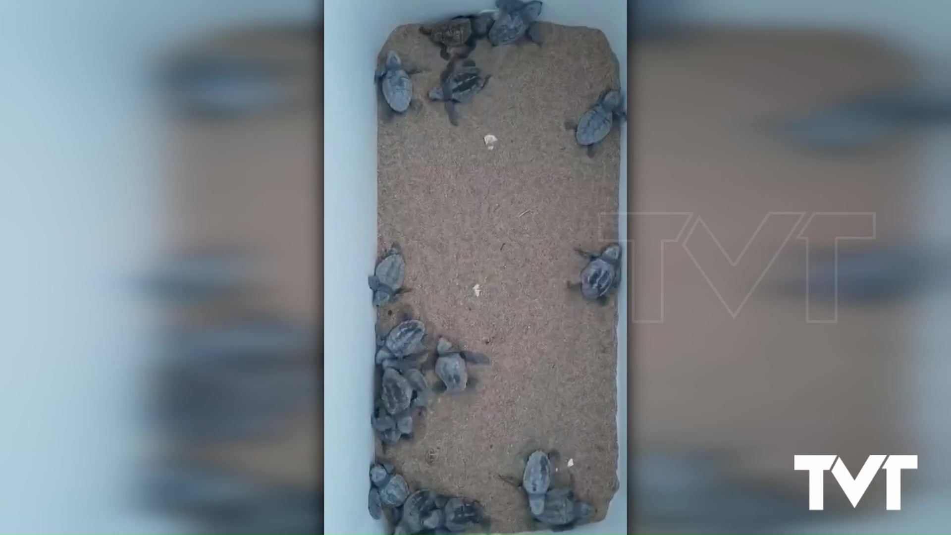 Imagen de 18 crías de la tortuga boba «Pura Vida» vuelven al mar