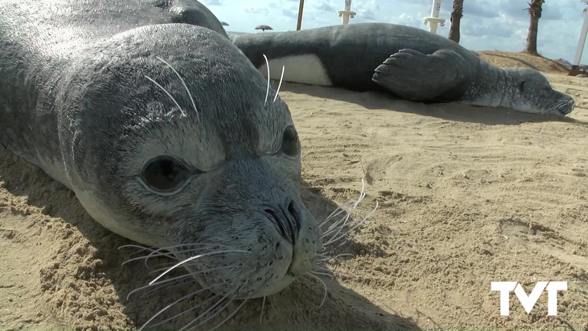 Imagen de ¿Qué pensaron los vecinos cuando vieron las esculturas en playas de las focas monje? 