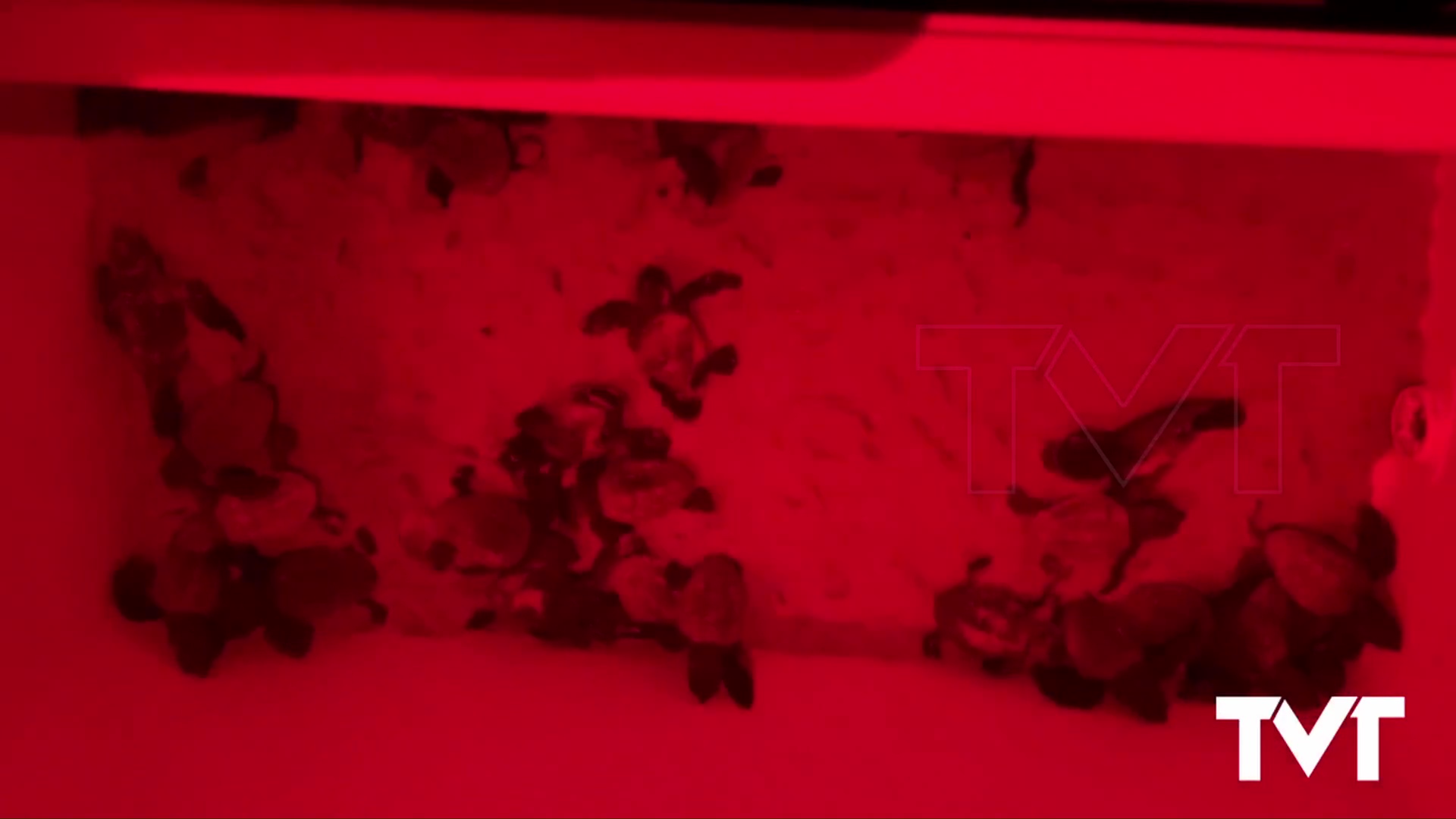 Imagen de Las tortuguitas soltadas en el mar de Pura Vida podrían regresar en 2025 a poner en Torrevieja sus nidos 