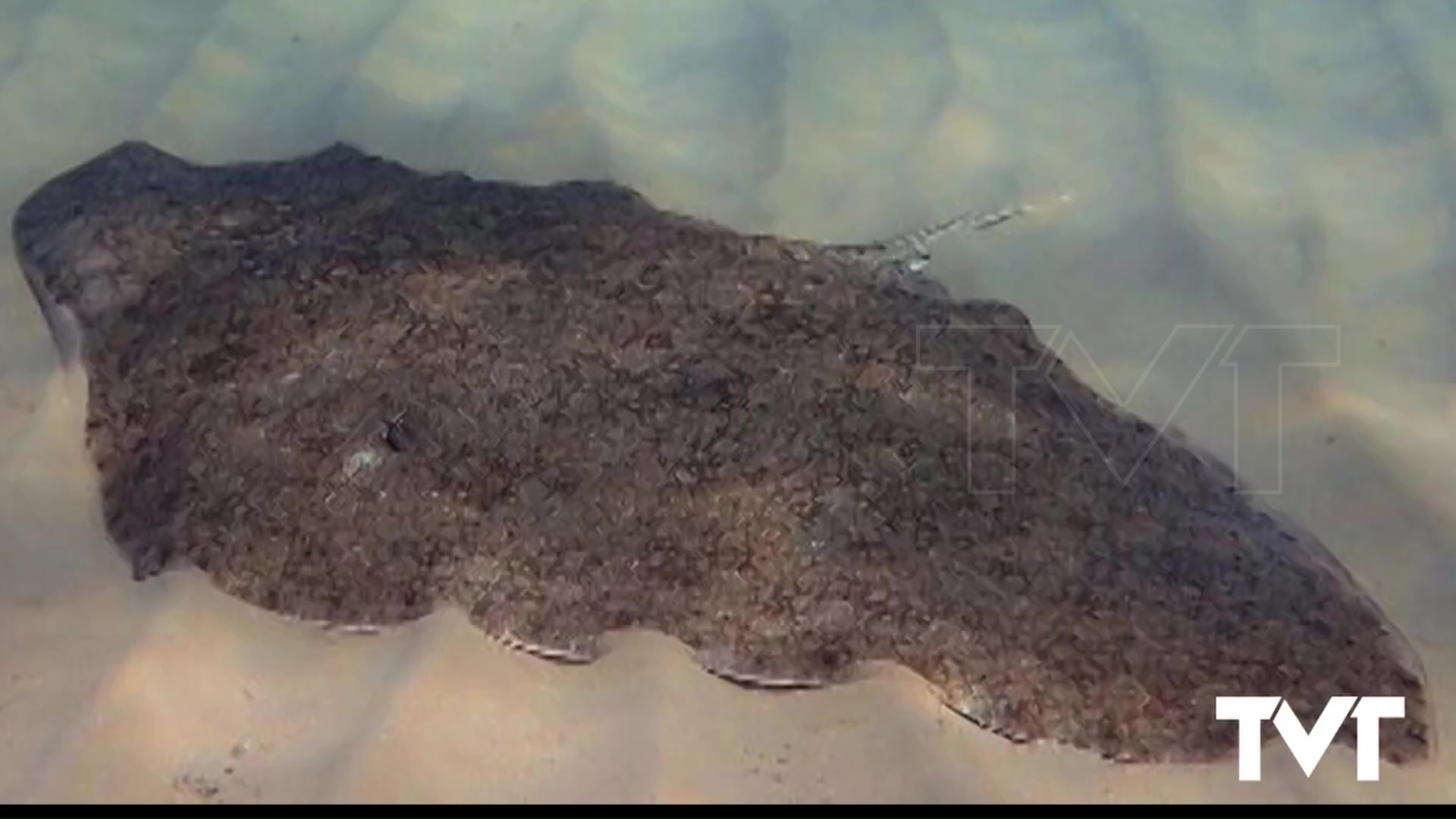 Imagen de Presencia de Mantelina en Cabo Cervera 