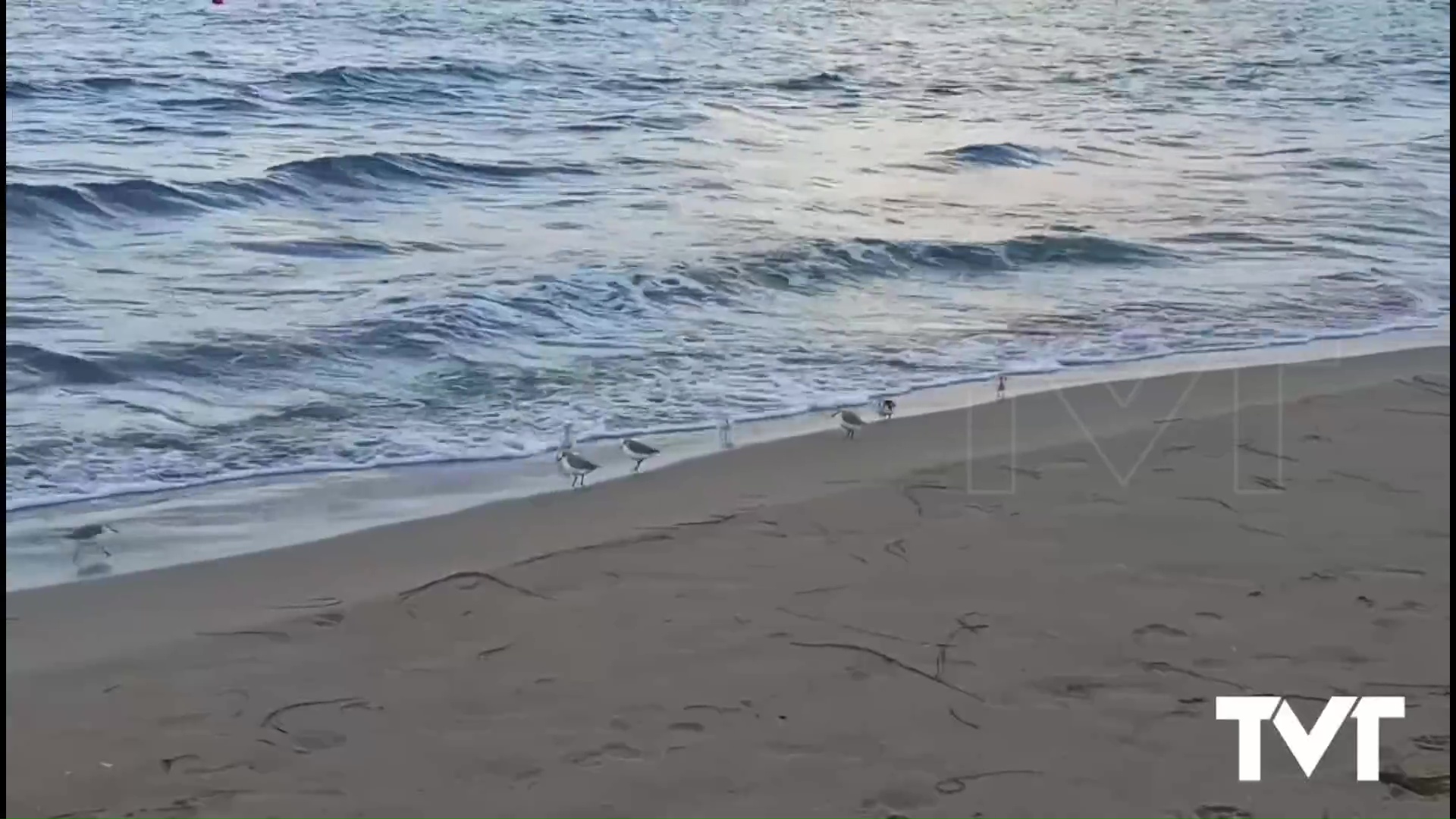 Imagen de Llegan los correlimos tridáctilos a nuestras playas 