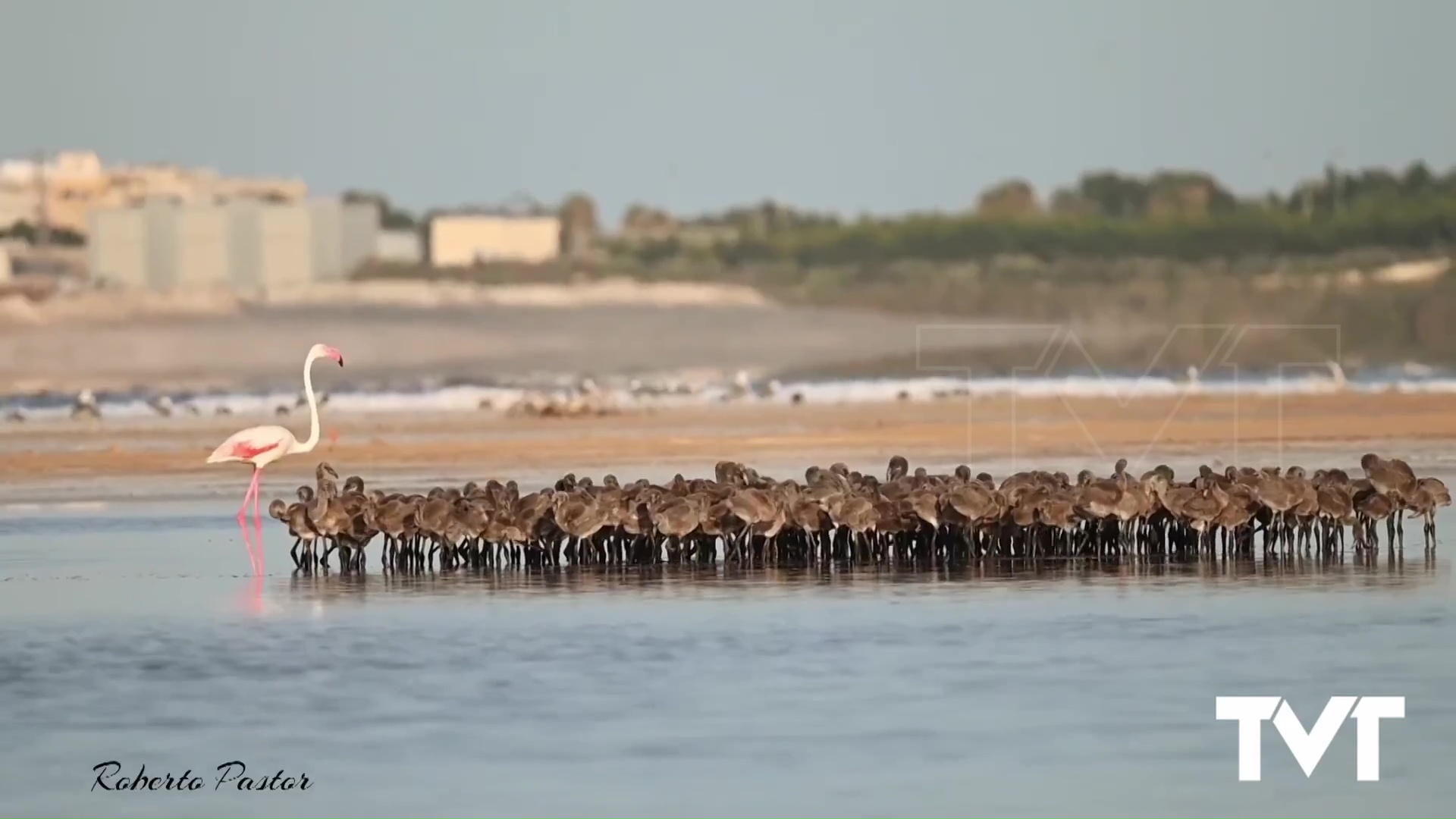 Imagen de Guardería de flamencos en el recuerdo. Tesoros naturales que no pasan de moda