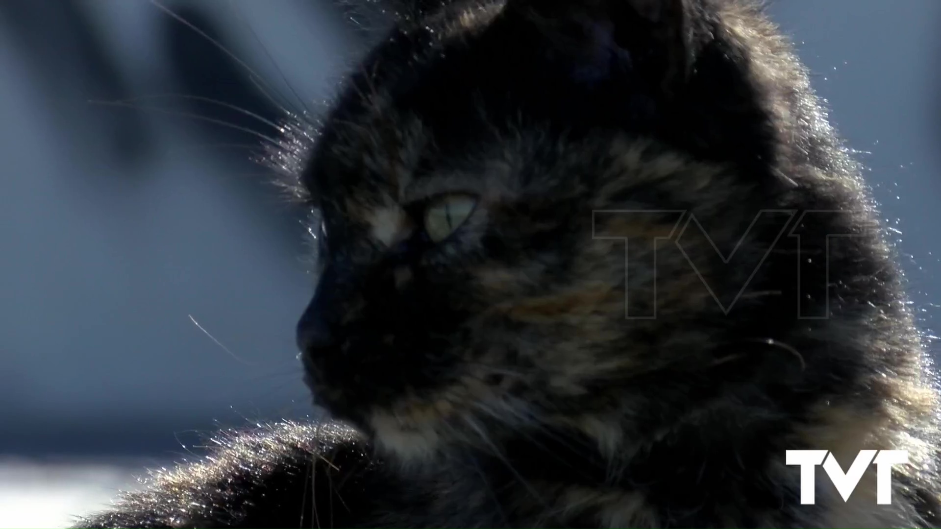 Imagen de El Ayuntamiento de Torrevieja asume el gasto de 400 esterilizaciones de gatos