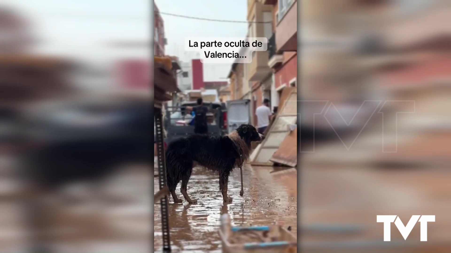 Imagen de Torrevieja también se moviliza para ayudar a animales que han logrado sobrevivir a la Dana