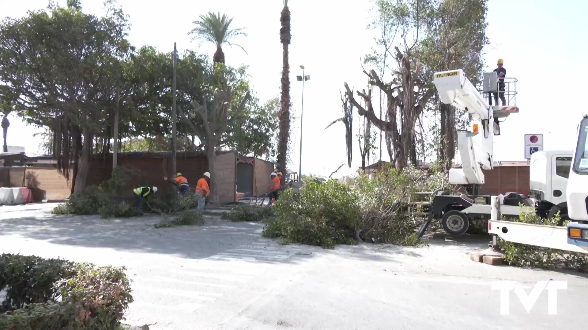 Imagen de Retiran varios ficus y palmeras del Paseo de la Libertad con motivo de las obras de reposición de colectores de pluviales