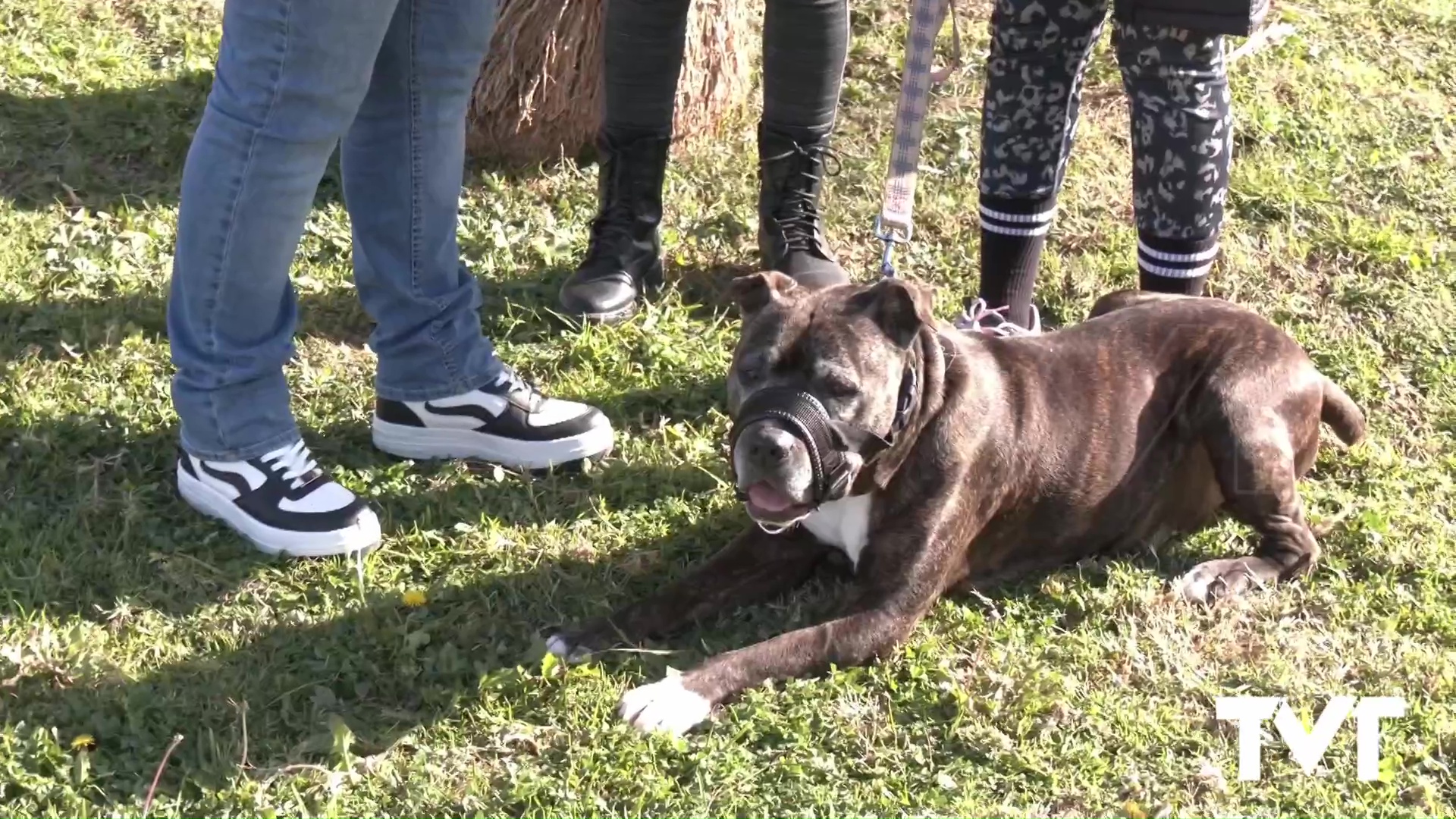 Imagen de Katán, uno de los perros «invisibles» del Albergue de animales encuentra un hogar 