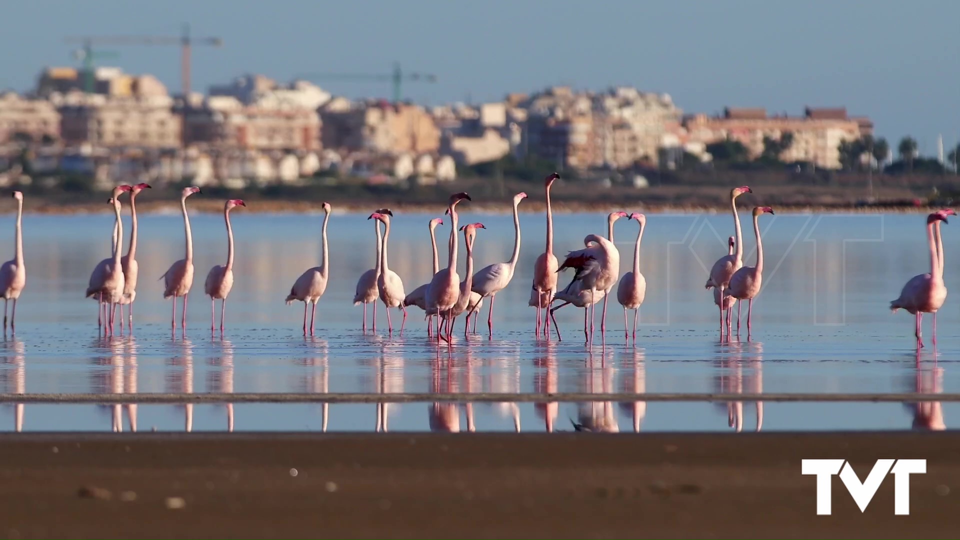 Imagen de Los flamencos regresan «a casa» por Navidad 