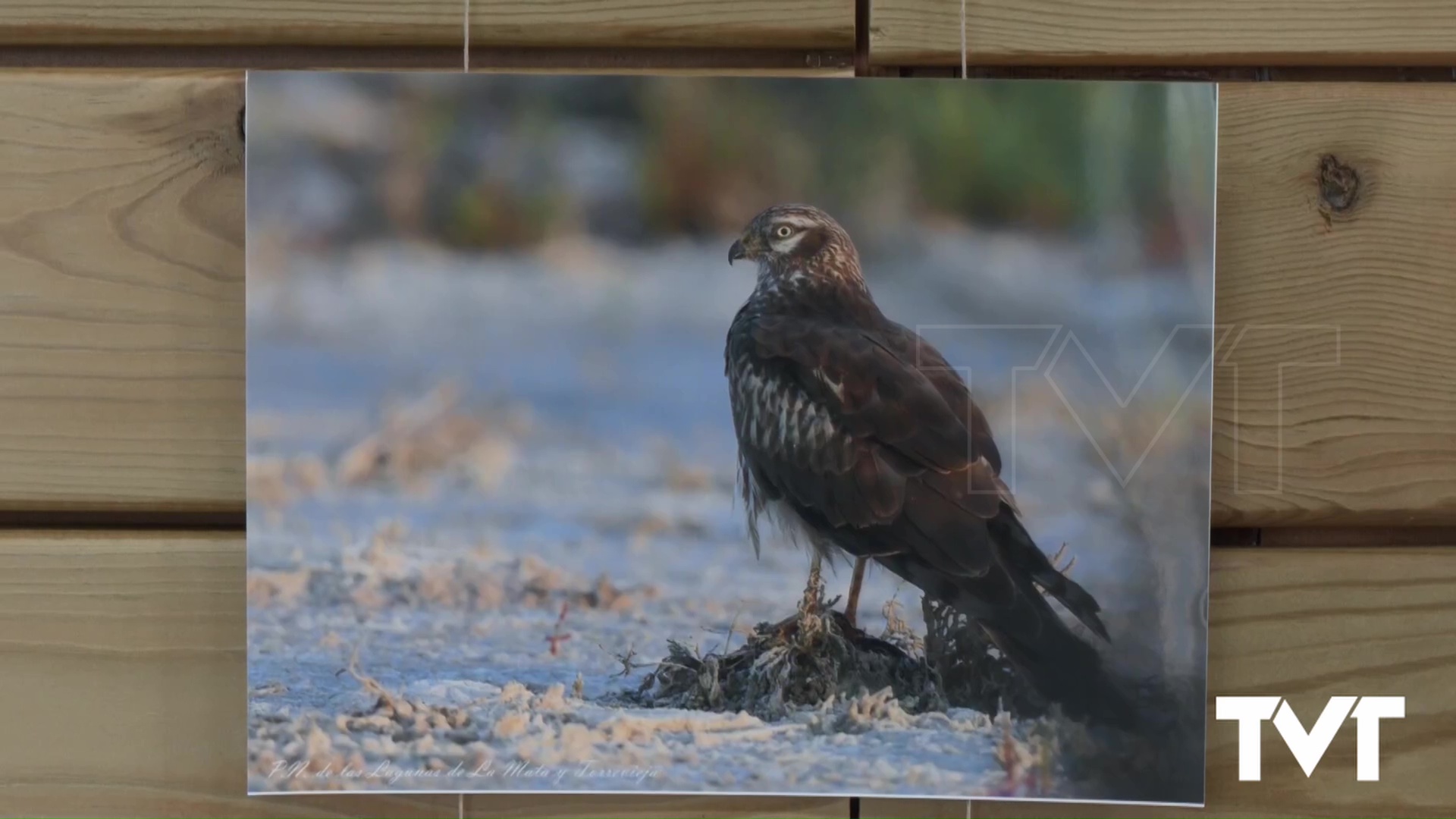 Imagen de «Vuelo entre saladares», la exposición que se puede visitar en el Parque Natural hasta el 16 de enero