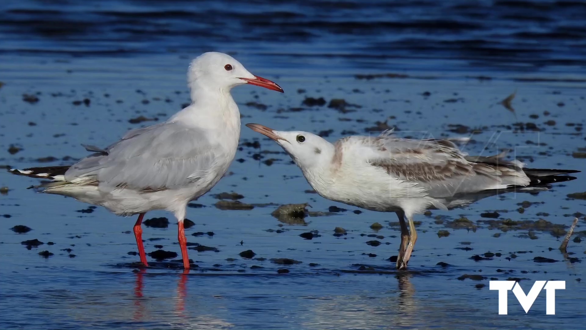 Imagen de La laguna de La Mata mantiene el número de parejas nidificantes de la gaviota picofina