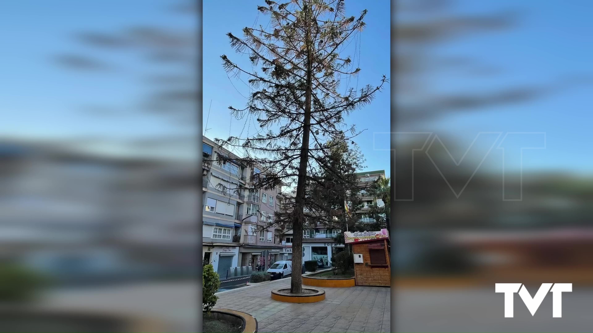 Imagen de La concejalía de parques y jardines ha iniciado labores de tratamiento sanitario a uno de los ejemplares de Araucaria de la Plaza de la Constitución 