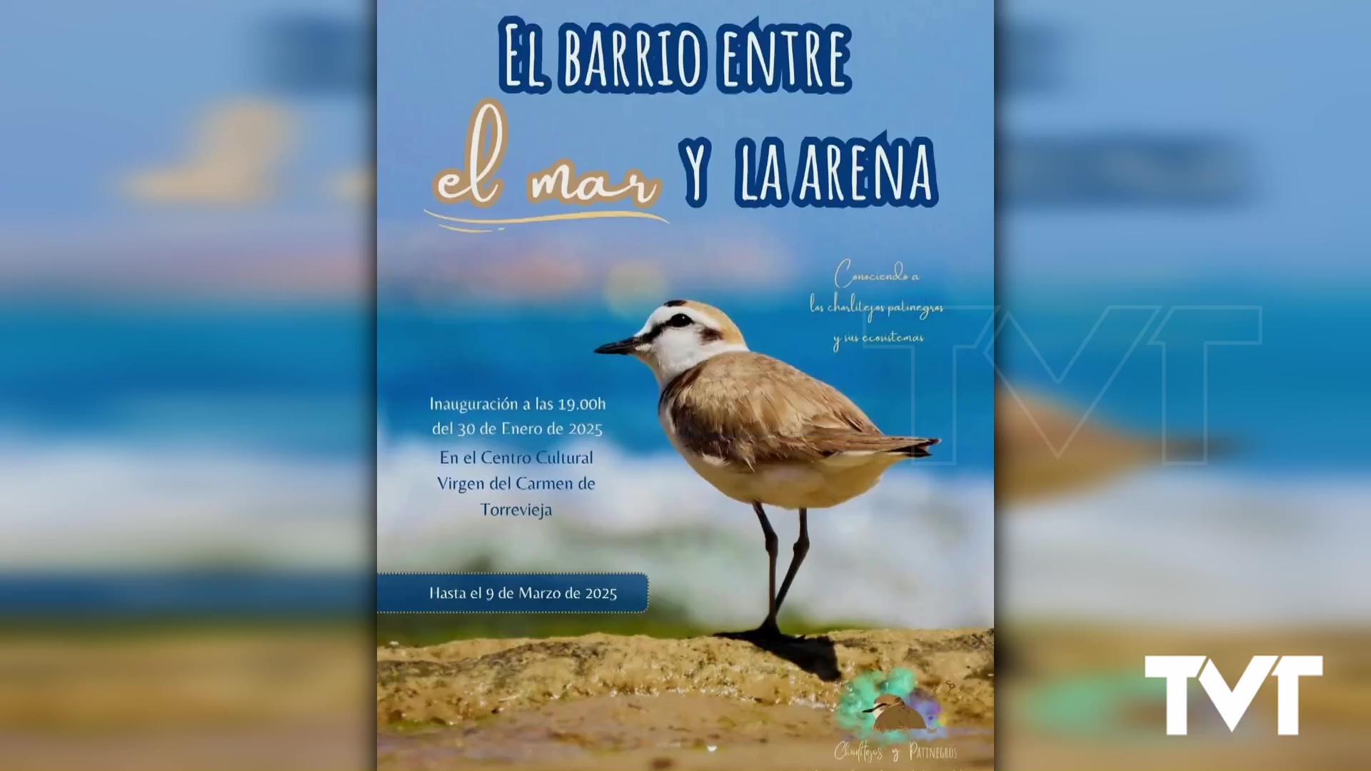 Imagen de Los chorlitejos patinegros protagonistas de una nueva exposición
