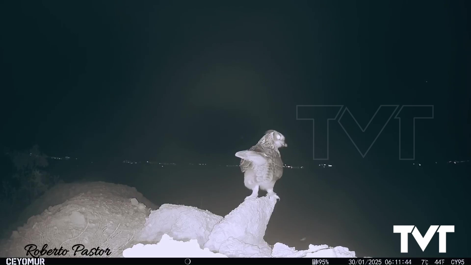Imagen de Búhos captados en nuestro parque natural 