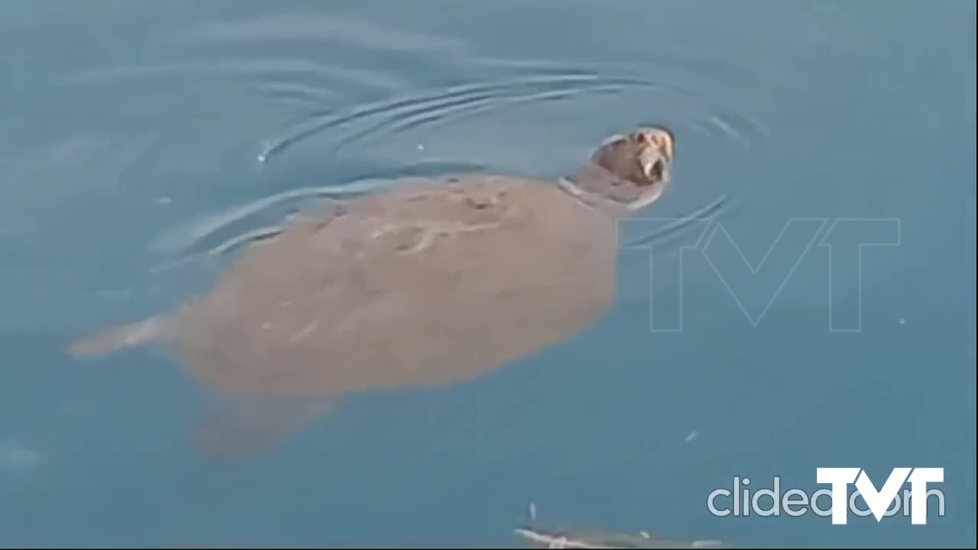 Imagen de Capturada una tortuga boba herida que desde diciembre de 2024 estaba dentro del Puerto de Torrevieja