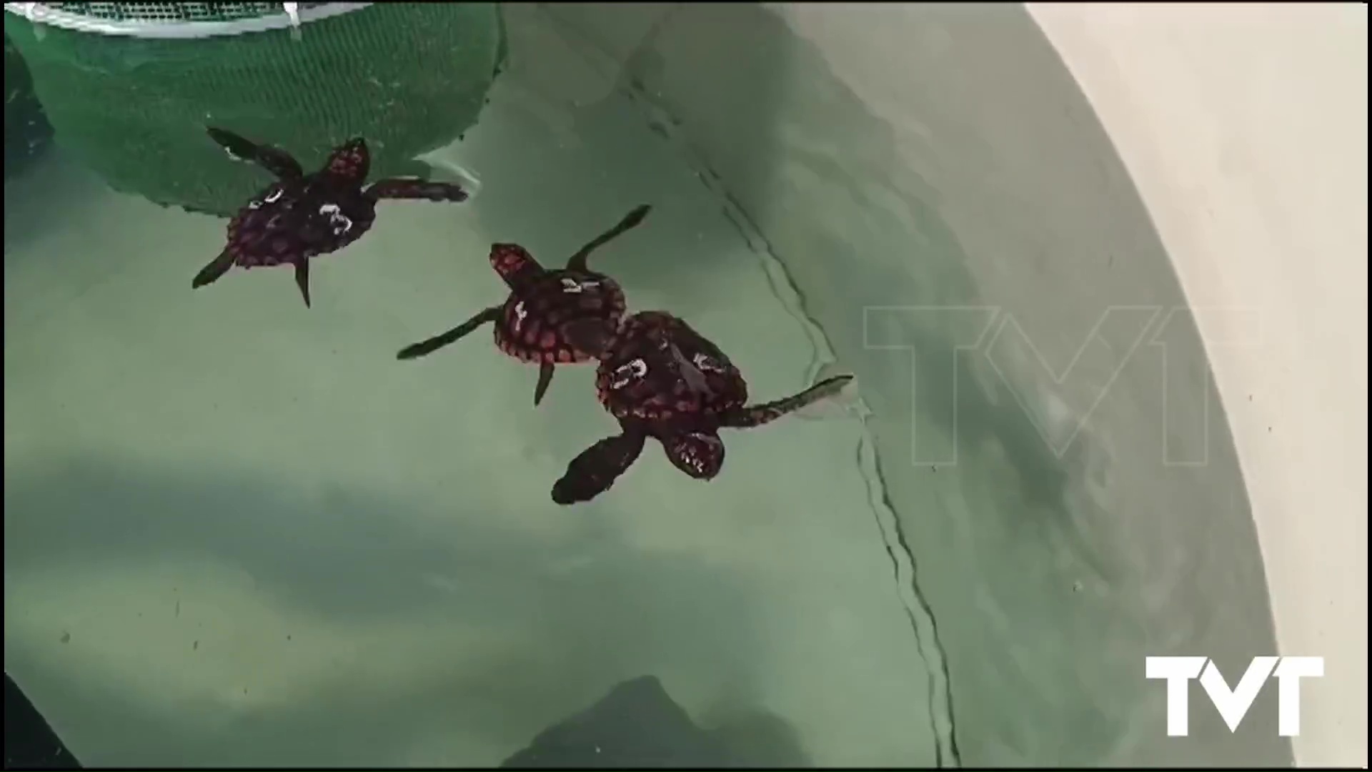 Imagen de Las pequeñas tortugas bobas nacidas de Pura Vida en Torrevieja siguen creciendo en el ARCA del Mar hasta su próxima suelta en el mar 