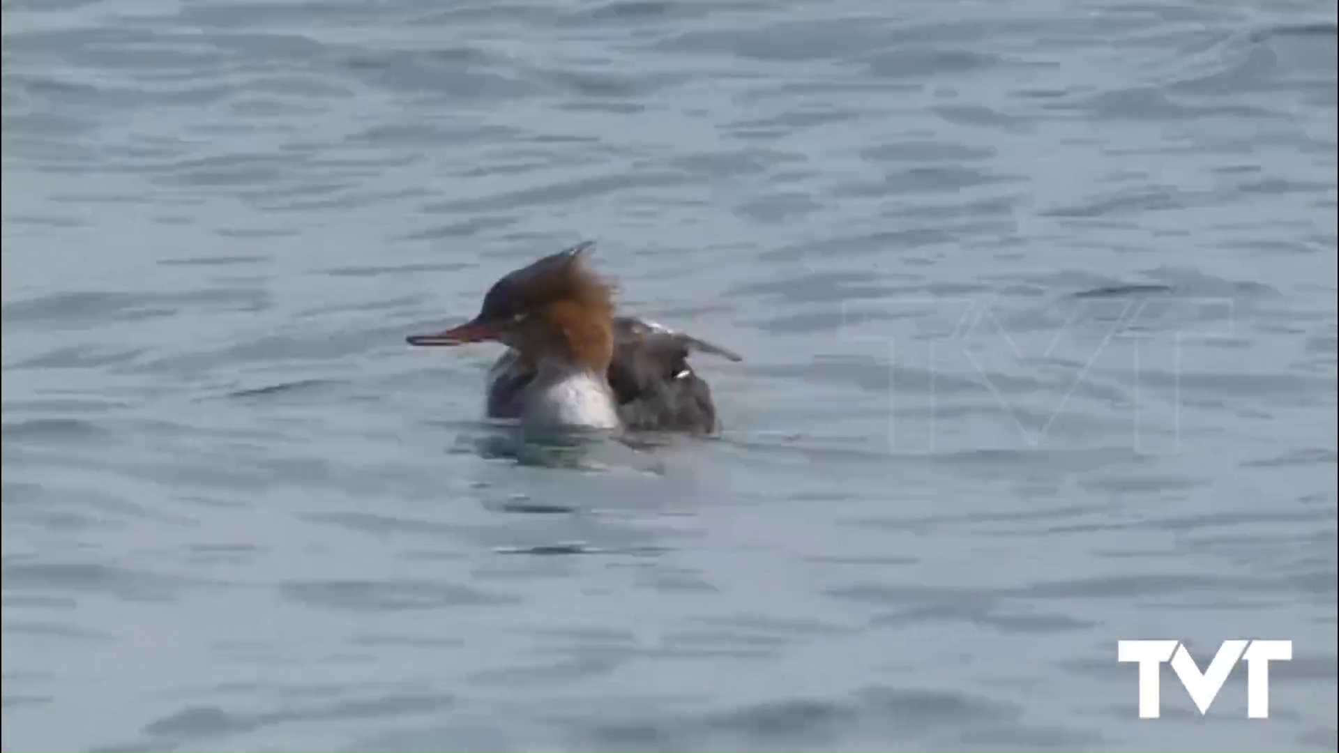 Imagen de Captada una pareja de Serretas Medianas en las costas de Torrevieja y Guardamar