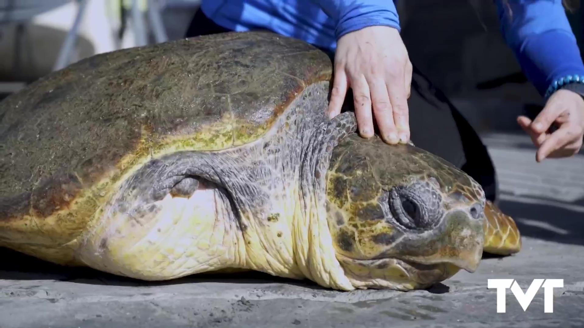 Imagen de Una endoscopia consigue extraer el anzuelo que llevaba la tortuga boba NUCA en el esófago. Sigue en recuperación y pronto podrá ser devuelta al mar