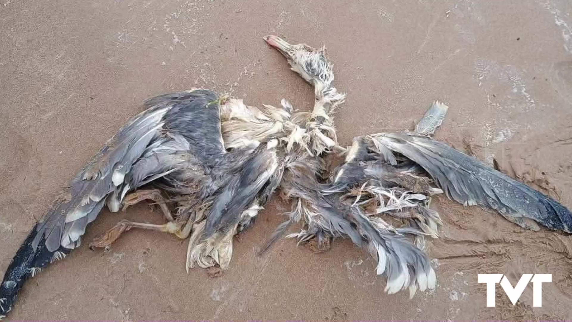 Imagen de Varado en la playa un cormorán grande anillado en Finlandia 