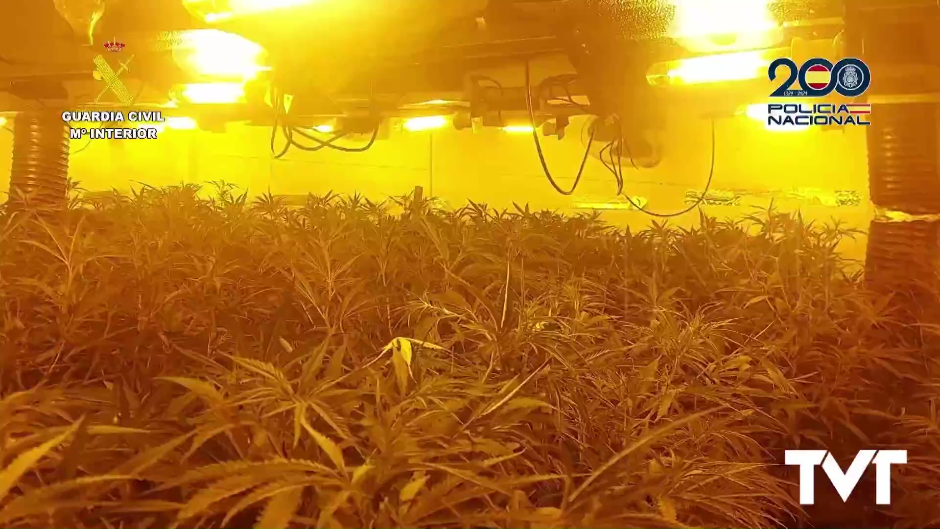 Imagen de Desmantelada organización criminal dedicada al cultivo y venta de marihuana con ayuda de la USECIC de Torrevieja 