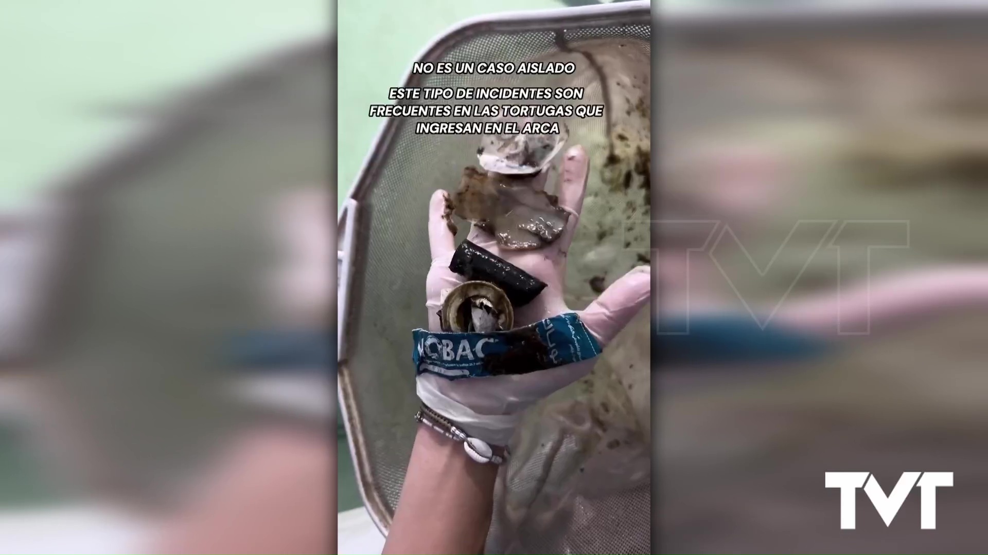 Imagen de La acumulación de plásticos en los océanos está generando un grave problema e impacto muy negativo en la fauna marina