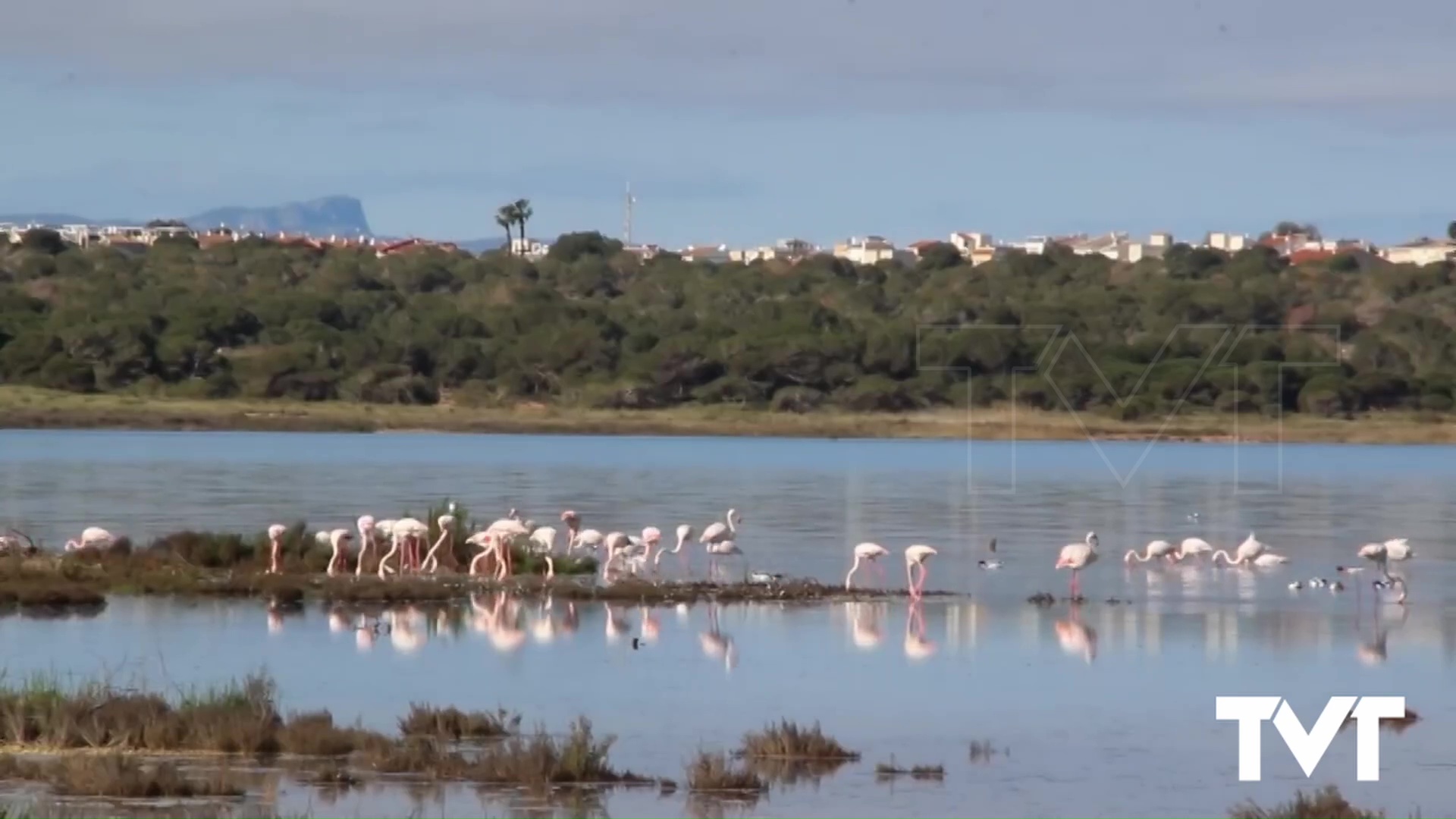 Imagen de Bellas estampas de numerosos flamencos alimentándose en la laguna de La Mata