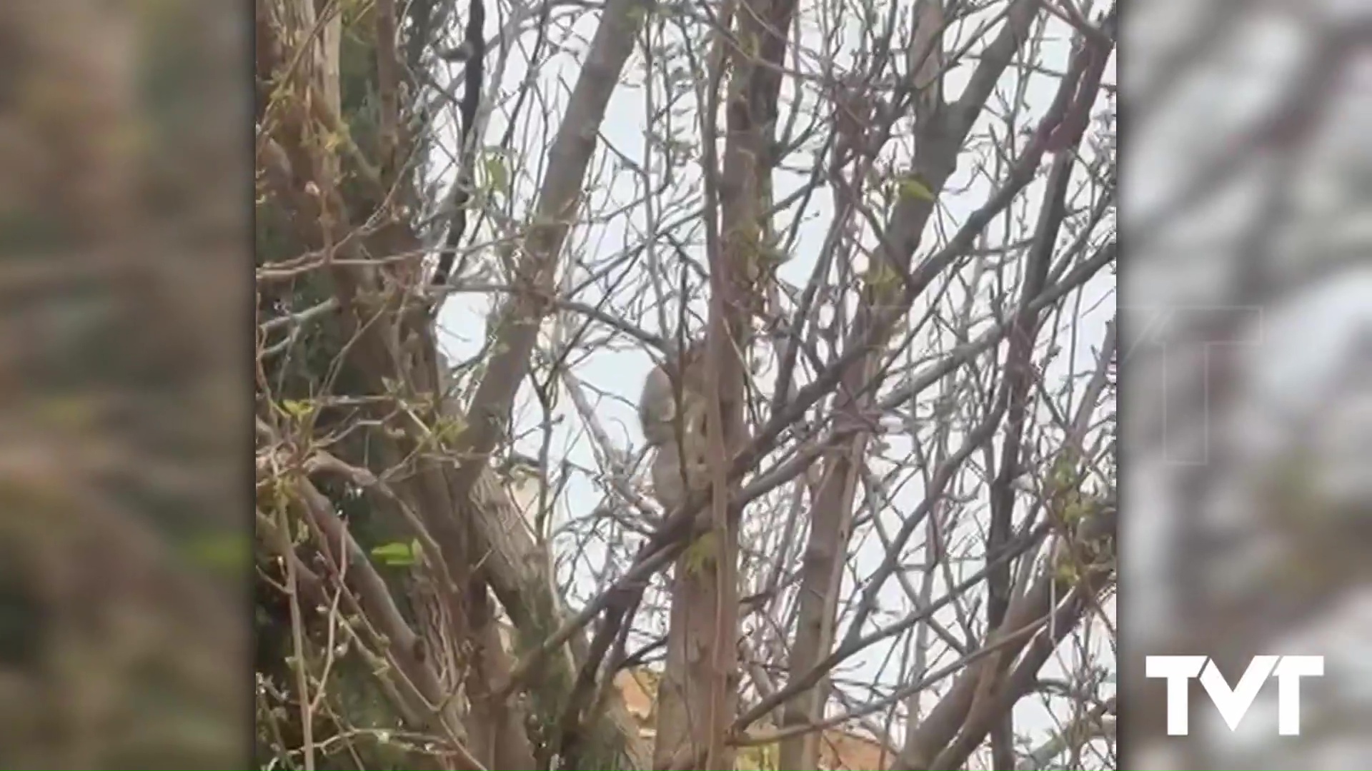 Imagen de Ratas de gran tamaño merodean por los árboles del Parque de la Estación