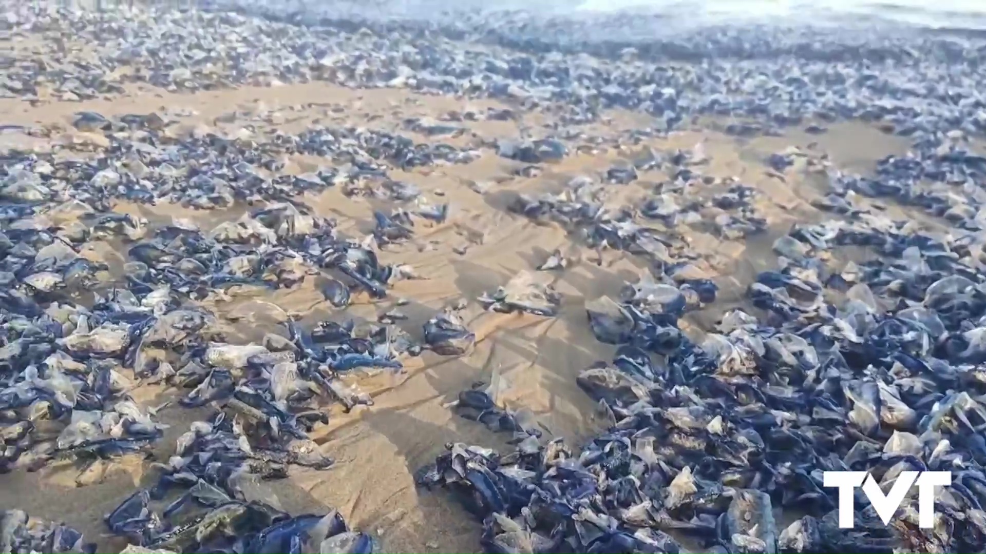 Imagen de Miles de veleros tiñen de azul nuestras playas