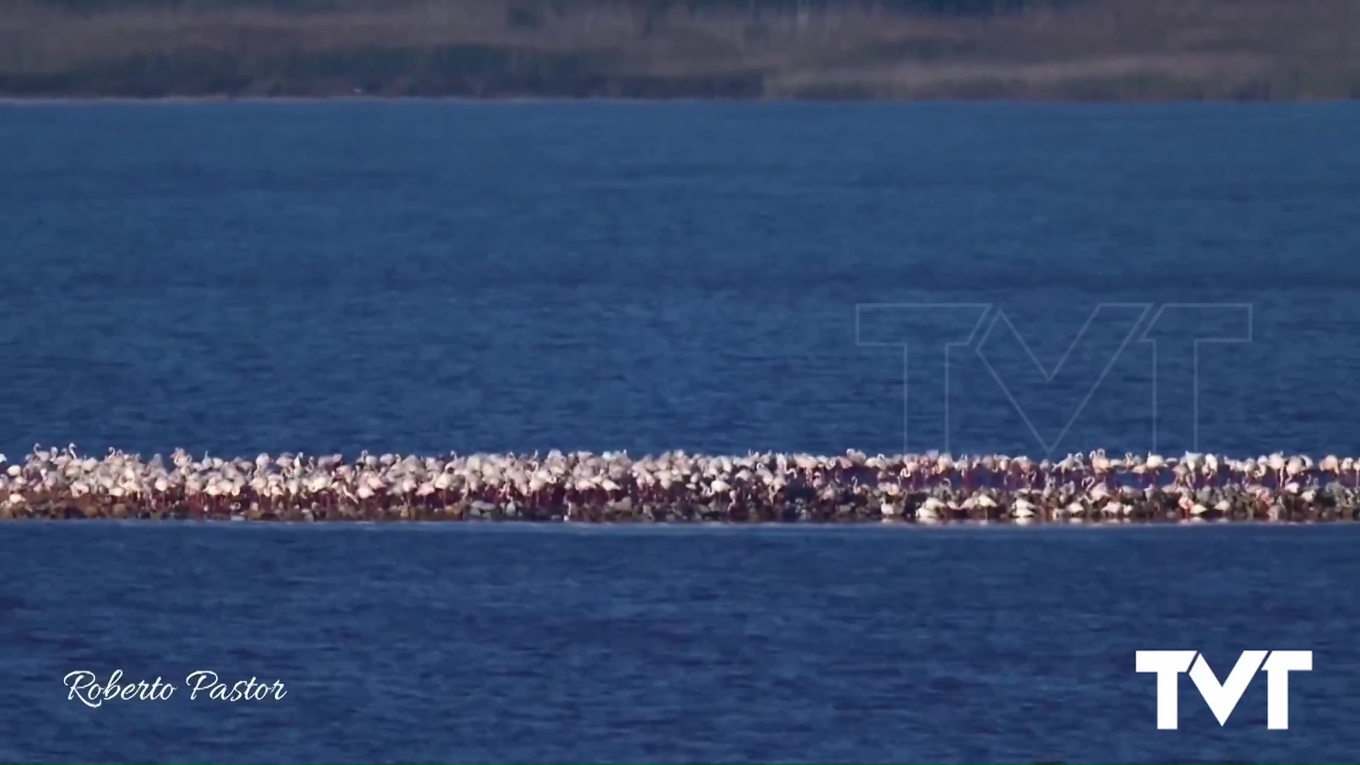 Imagen de Los flamencos comienzan a construir sus nidos en la mota de la Laguna de la Torrevieja 